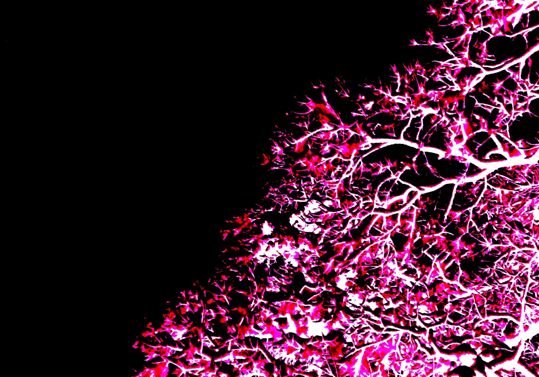 2291x1603 Neon Green Background