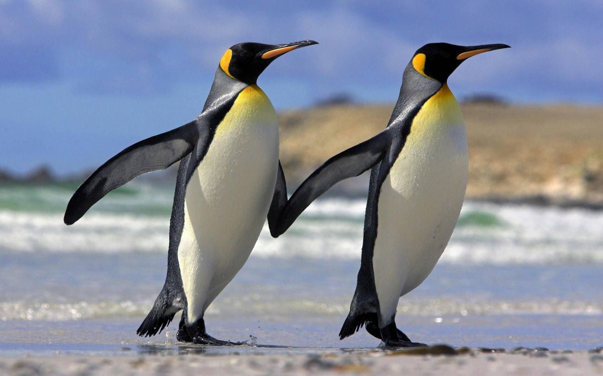 1920x1200 Penguin Laptop Wallpaper