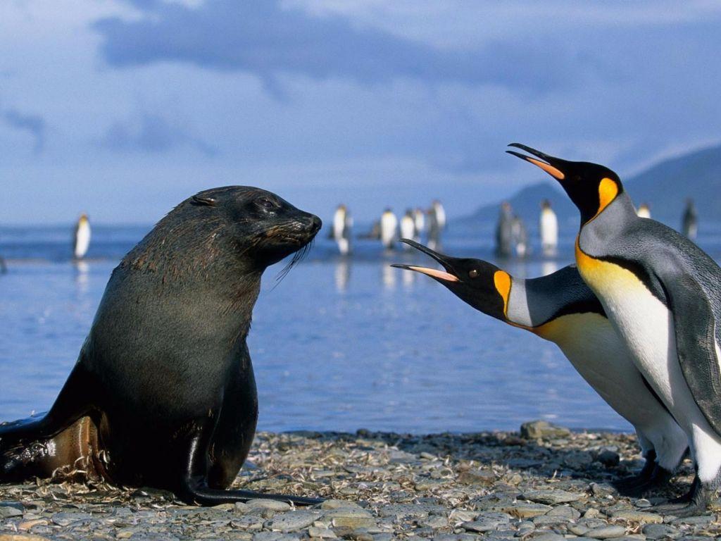 1024x768 Penguin 4K wallpaper for your desktop or mobile screen free and easy to download