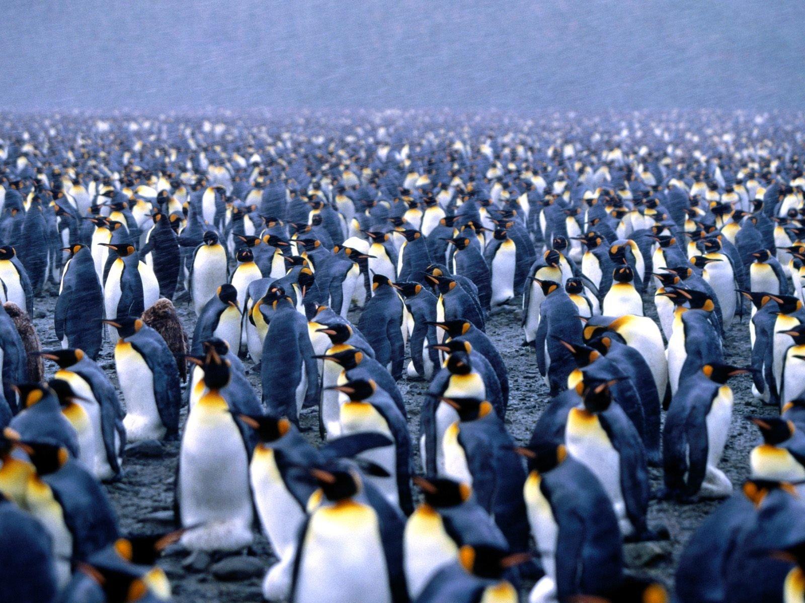 1600x1200 Penguin HD Wallpaper and Background Image