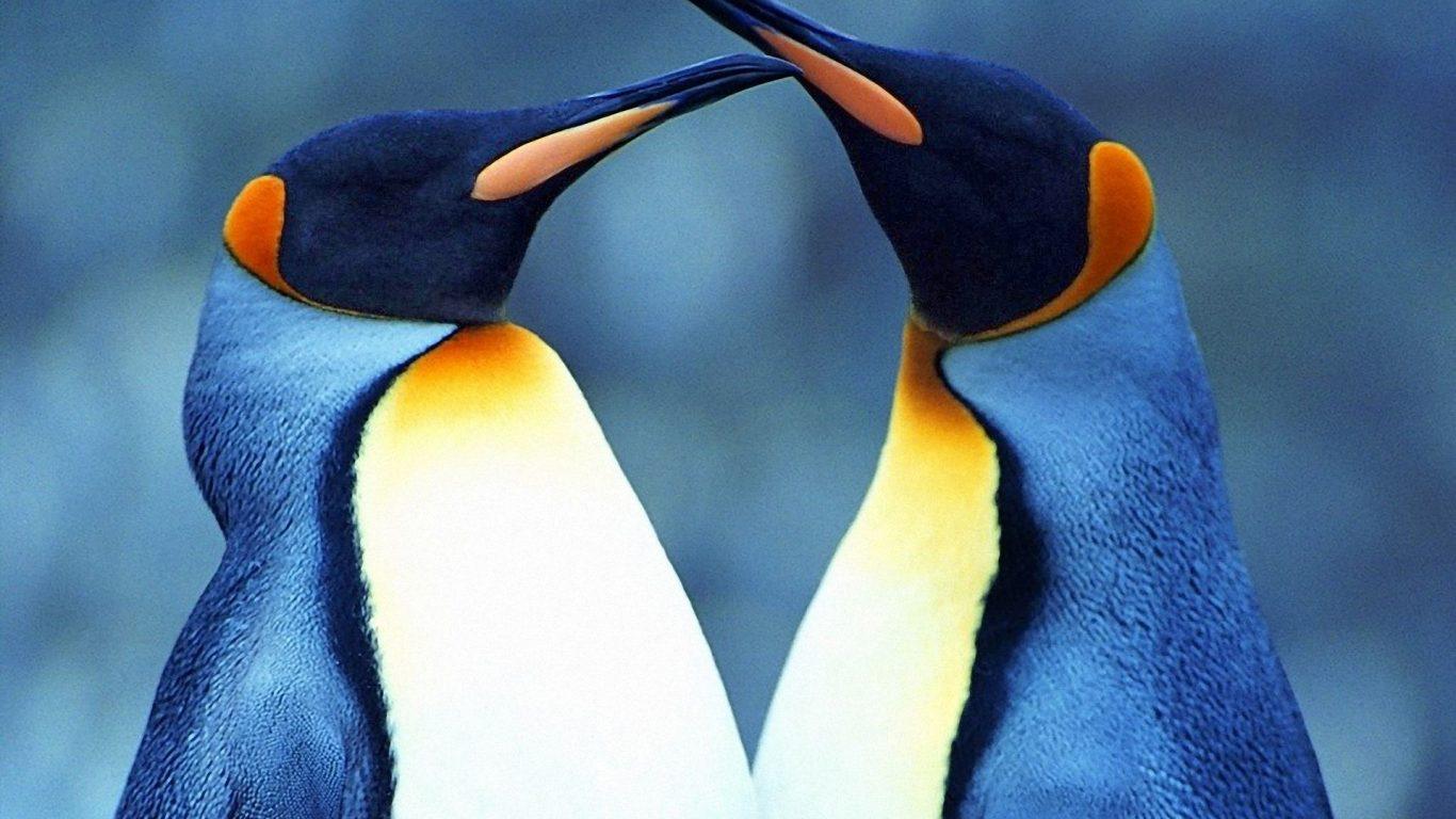 1366x768 Love Between Two King Penguins Desktop Wallpaper HD For Mobile Phones And Laptops1920x1200 :