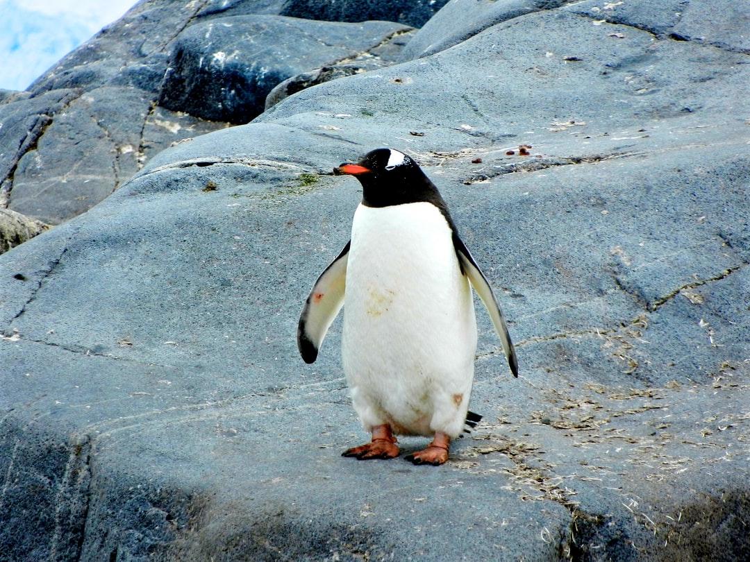1080x810 Best Penguin Picture [HD]. Download Free Image