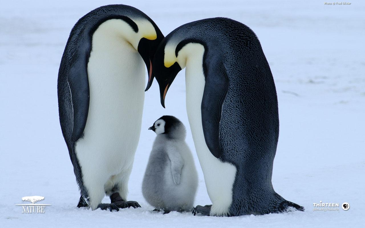 1280x800 Penguin Wallpaper