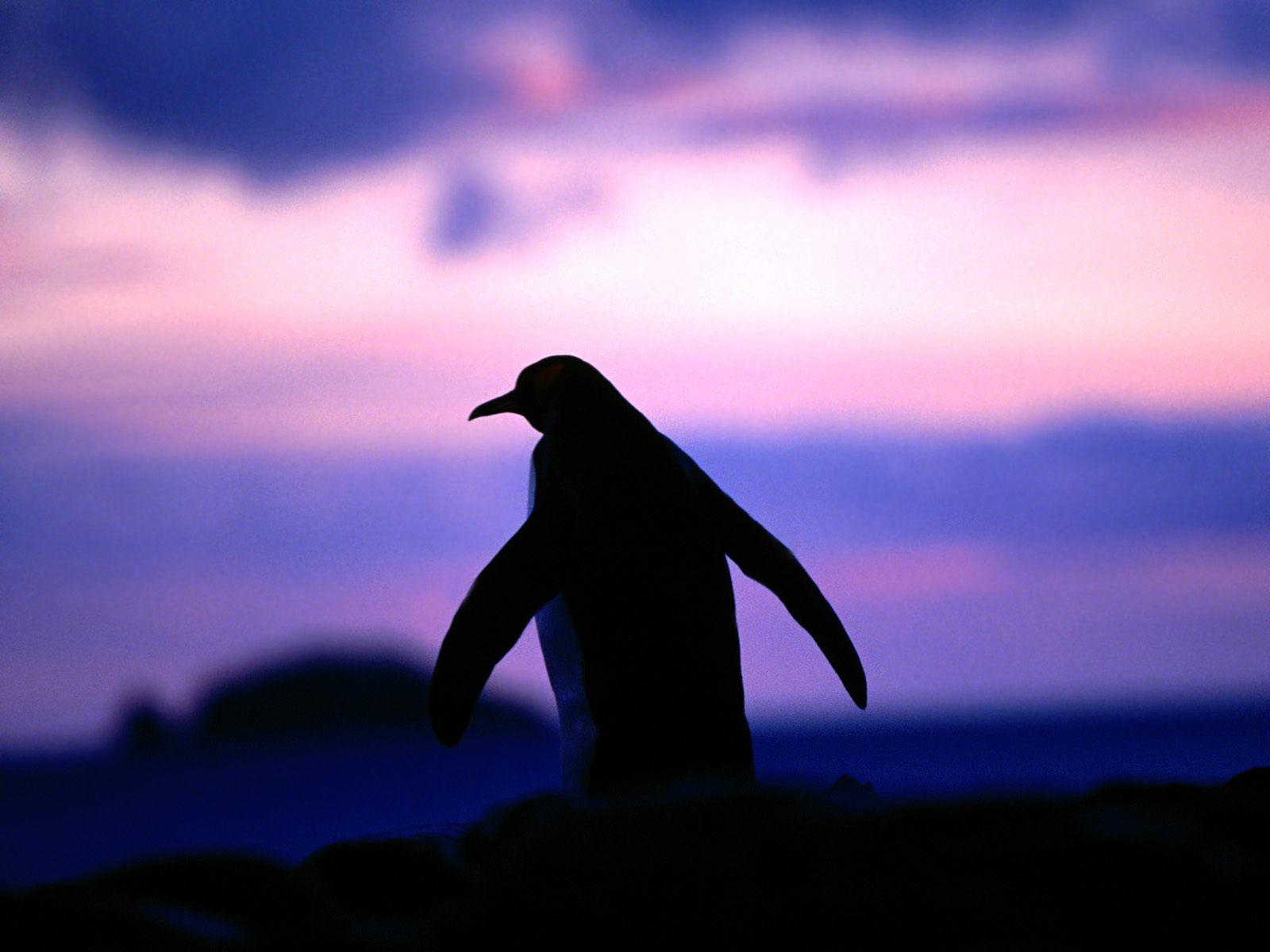 1600x1200 Penguin Wallpaper