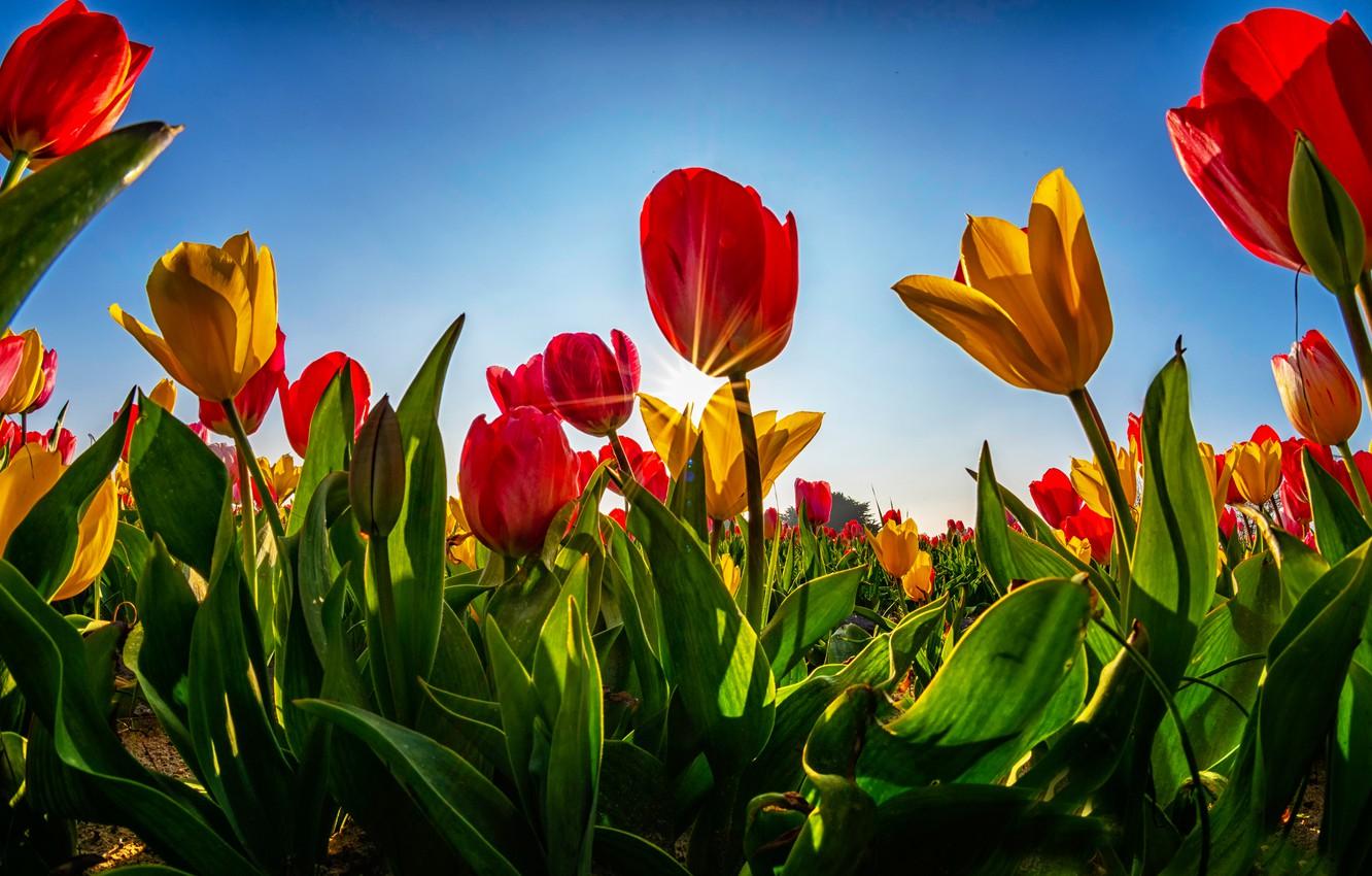 1332x850 Wallpaper greens, field, the sky, leaves, the sun, rays, light, flowers, blue, stems, glade, bright, spring, yellow, tulips, red image for desktop, section цветы