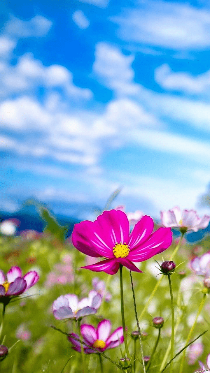 720x1280 Summer flower wallpaper by floradam. Wallpaper iphone summer, Flower wallpaper, Summer wallpaper iphone