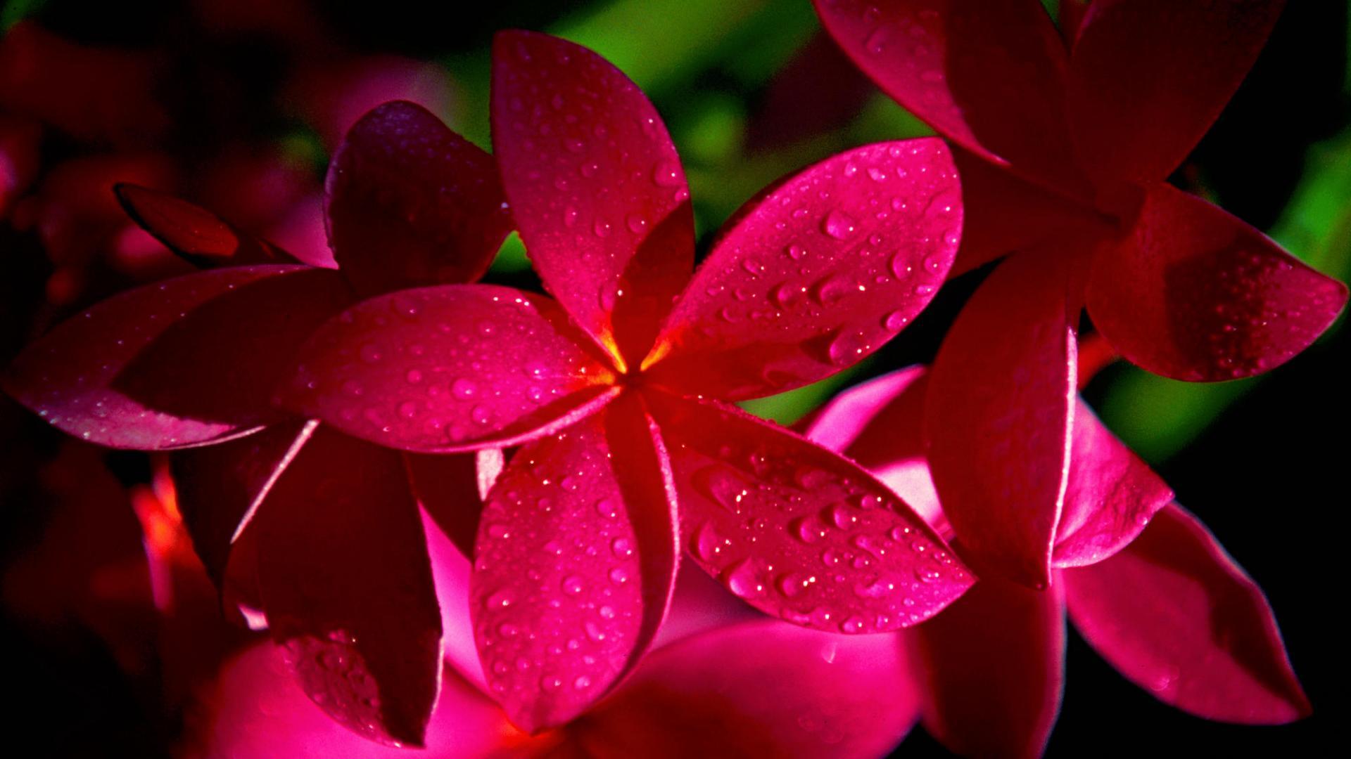 1920x1080 Hot Pink Flower Wallpaper