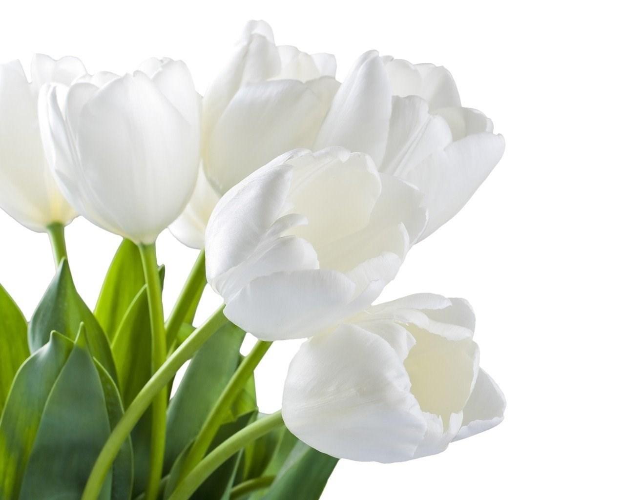 1280x1024 Flowers: Spring White Tulips Flowers Light Floral Bright Wallpaper. Desktop Background