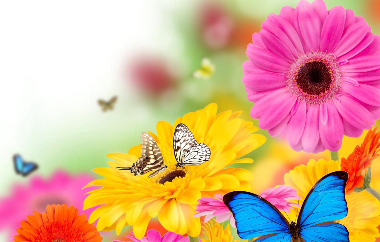 1332x850 Wallpaper butterfly, flowers, spring, colorful, flowers, spring, bright, butterflies, gerbera image for desktop, section цветы