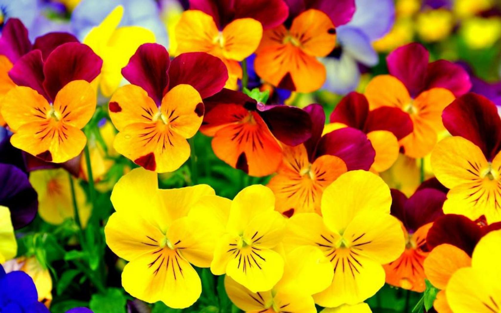 1680x1050 Bright Colored Flowers wallpaperx1050