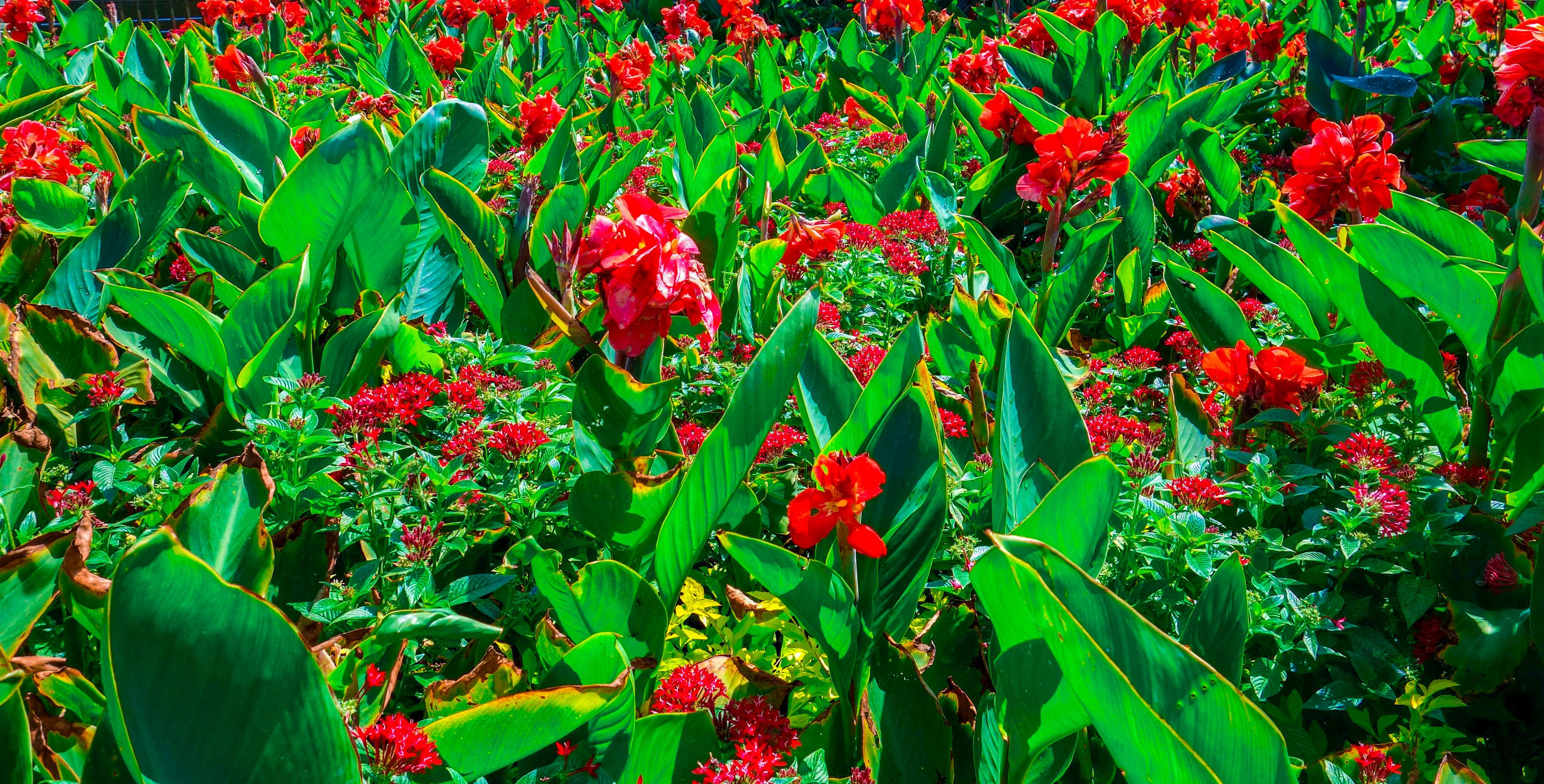 3840x1951 beautiful flowers, bed of flowers, bright, bright colours, bunch of flowers, color, desktop wallpaper, field of flowers, florida, florida flowers, flower, flowers, green, hd, red, red color, red flowers, wallpape 4k