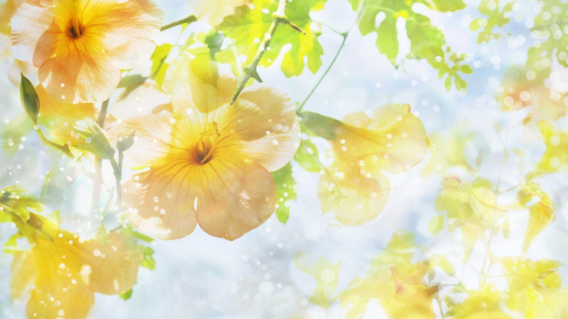 1920x1080 Download Wallpaper 1920x1080 flowers, background, bright, light, color Full HD 1080p HD Background. Spring wallpaper, Wallpaper flowers, Light colour wallpaper
