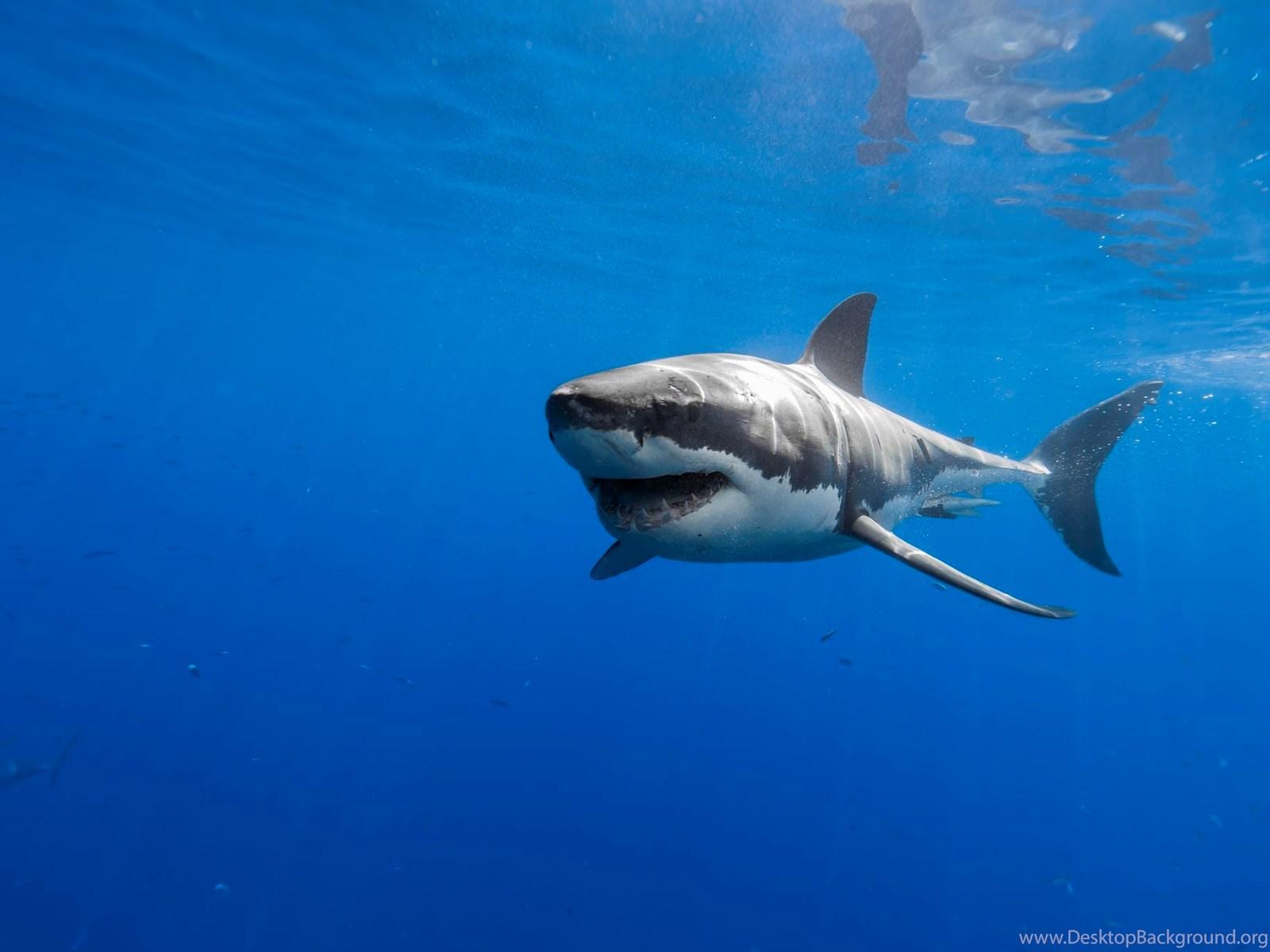 1600x1200 Great White Shark HD Wallpaper High Quality Desktop Background