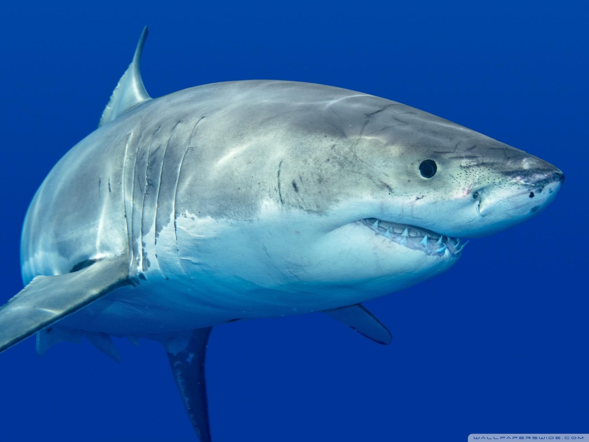 1920x1440 Shark Ultra HD Desktop Background Wallpaper for 4K UHD TV : Tablet