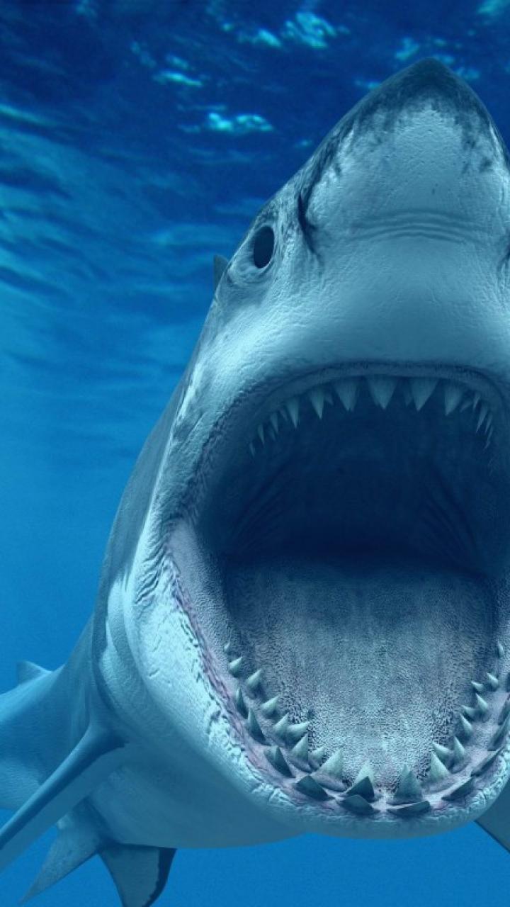 720x1280 Shark Android HD Wallpaper