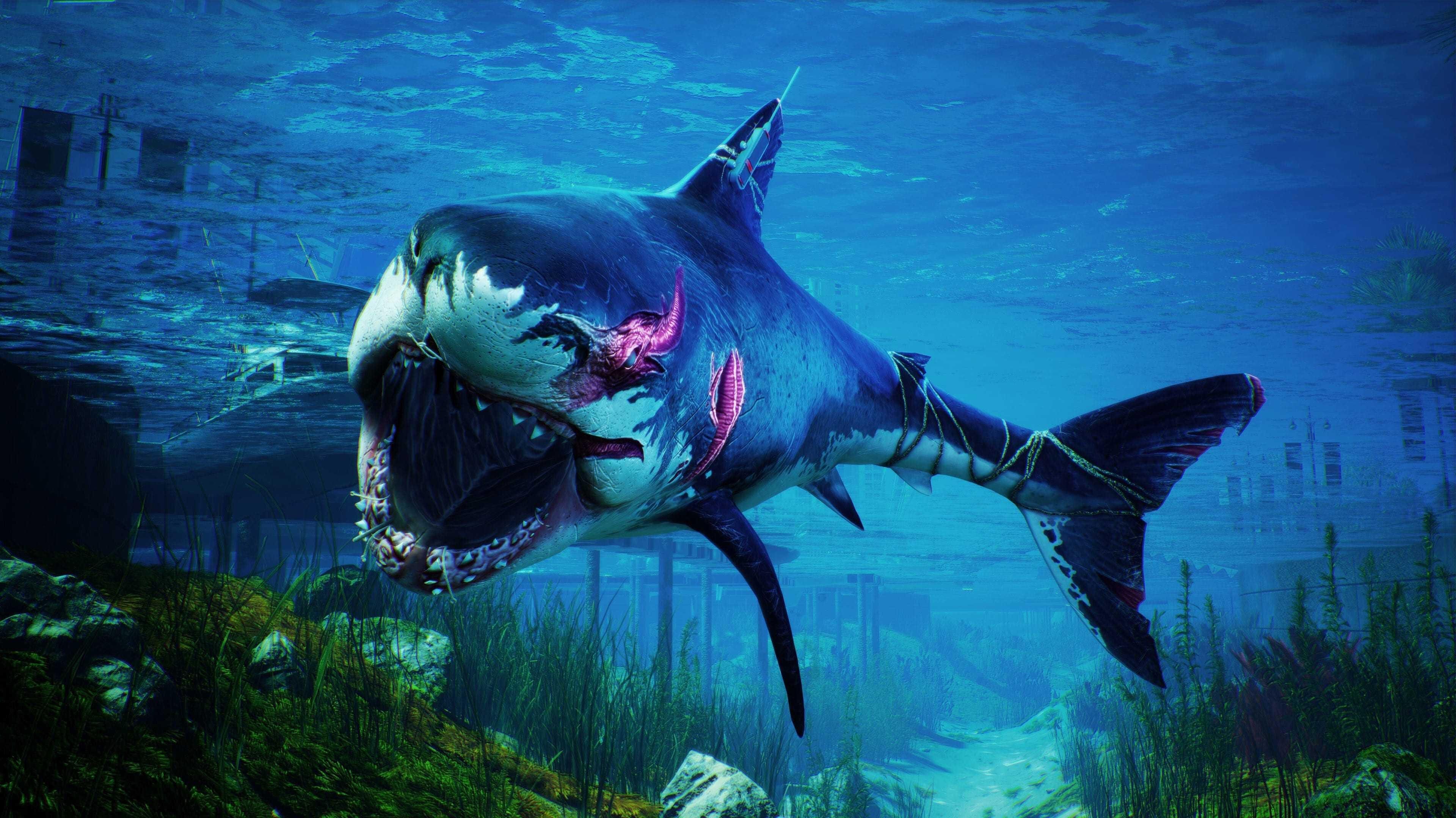 3840x2160 Shark Wallpaper