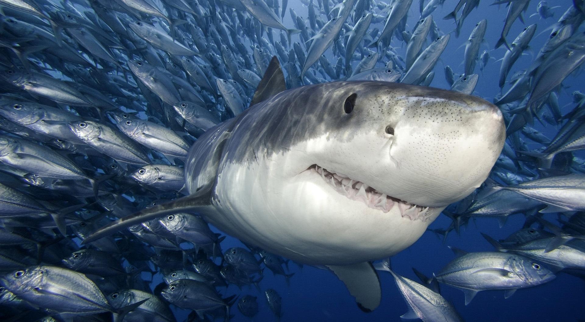 1920x1056 Great White Shark HD wallpaper
