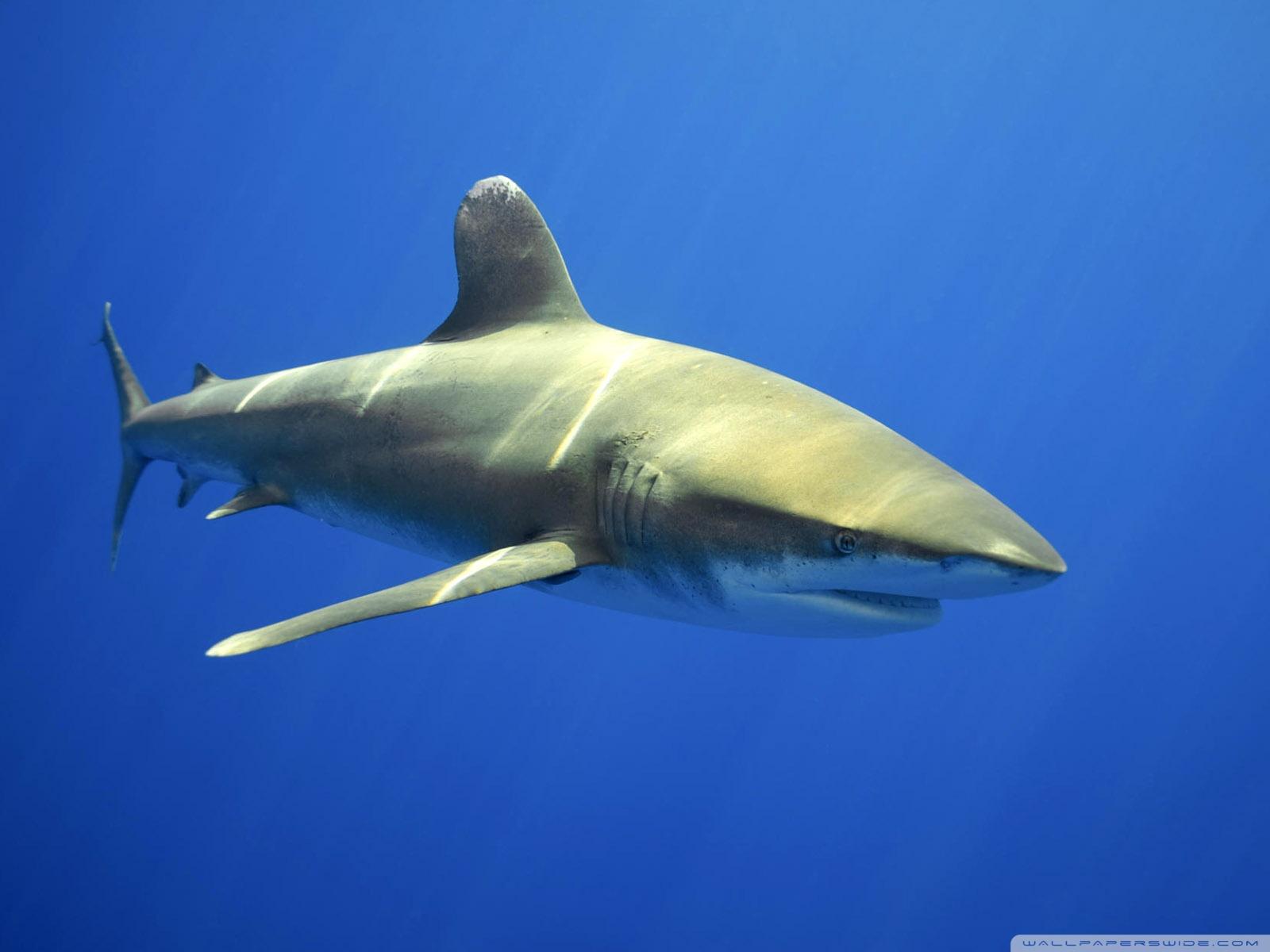 1600x1200 Shark Ultra HD Desktop Background Wallpaper for 4K UHD TV : Widescreen & UltraWide Desktop & Laptop : Tablet