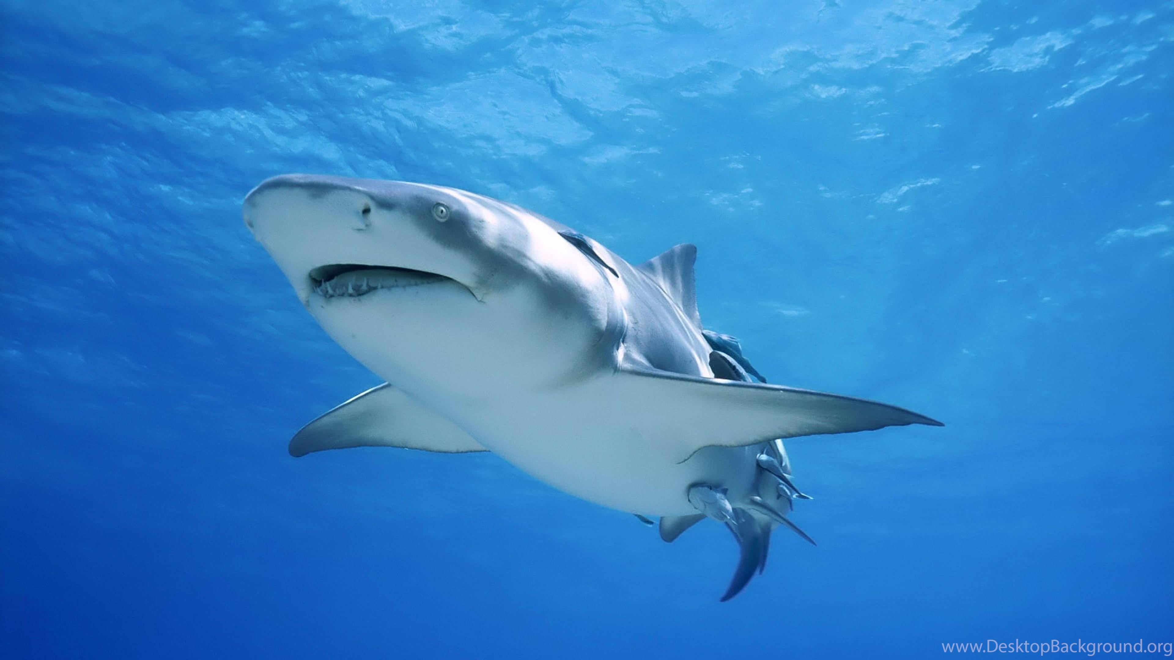 3840x2160 4K Ultra HD Shark Wallpaper HD, Desktop Background 3840x2160 Desktop Background