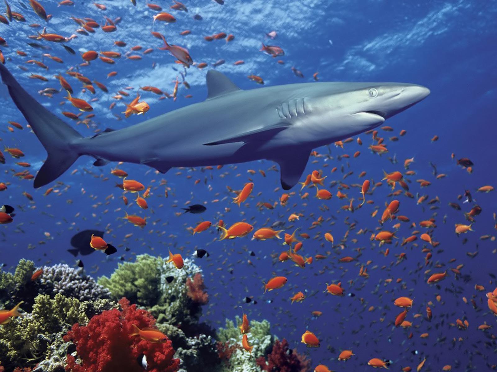 1600x1200 Shark Wallpaper