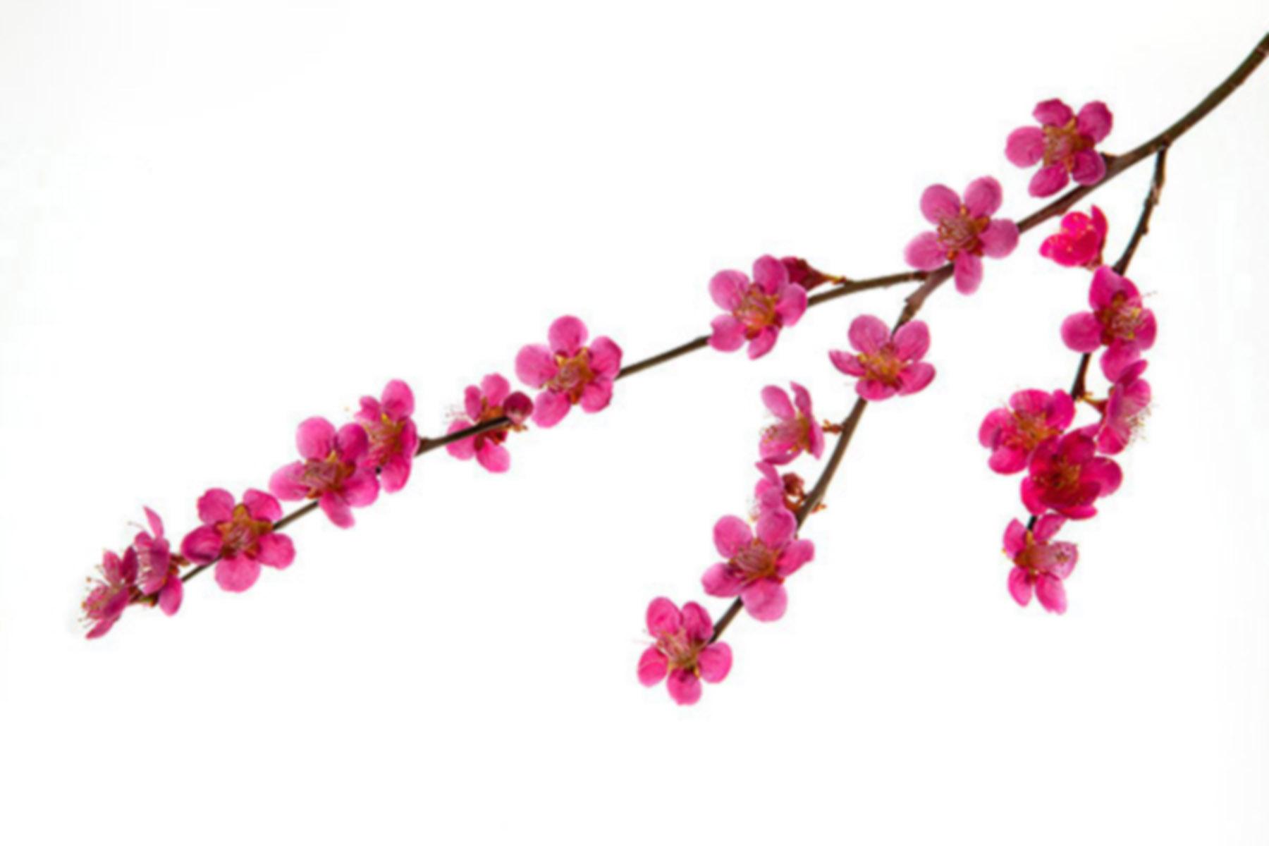 1800x1200 The Real Cartoon: Pink Flower Cartoon Wallpaper
