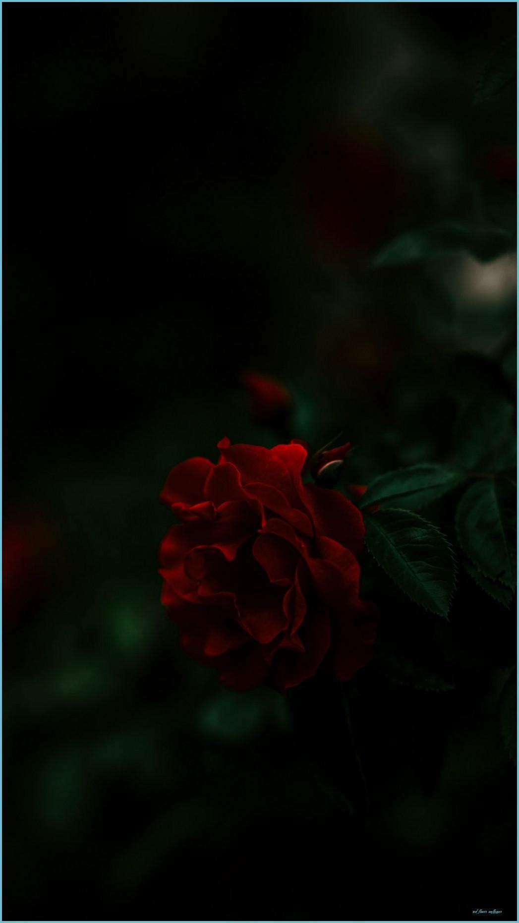 1047x1862 Shocking Facts About Red Flower Wallpaper