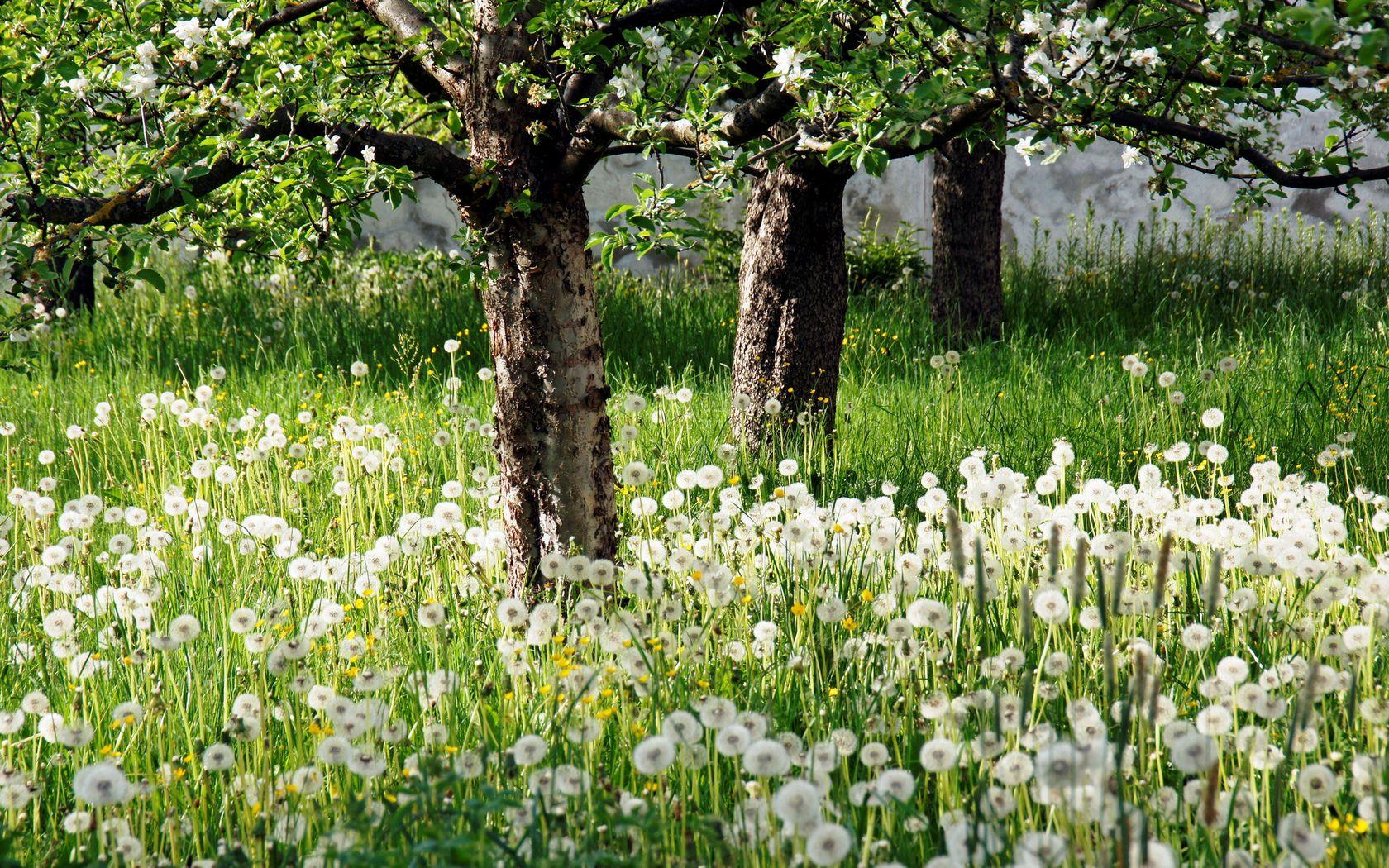 1680x1050 White Flower Garden Wallpaper, HD White Flower Garden Background on WallpaperBat