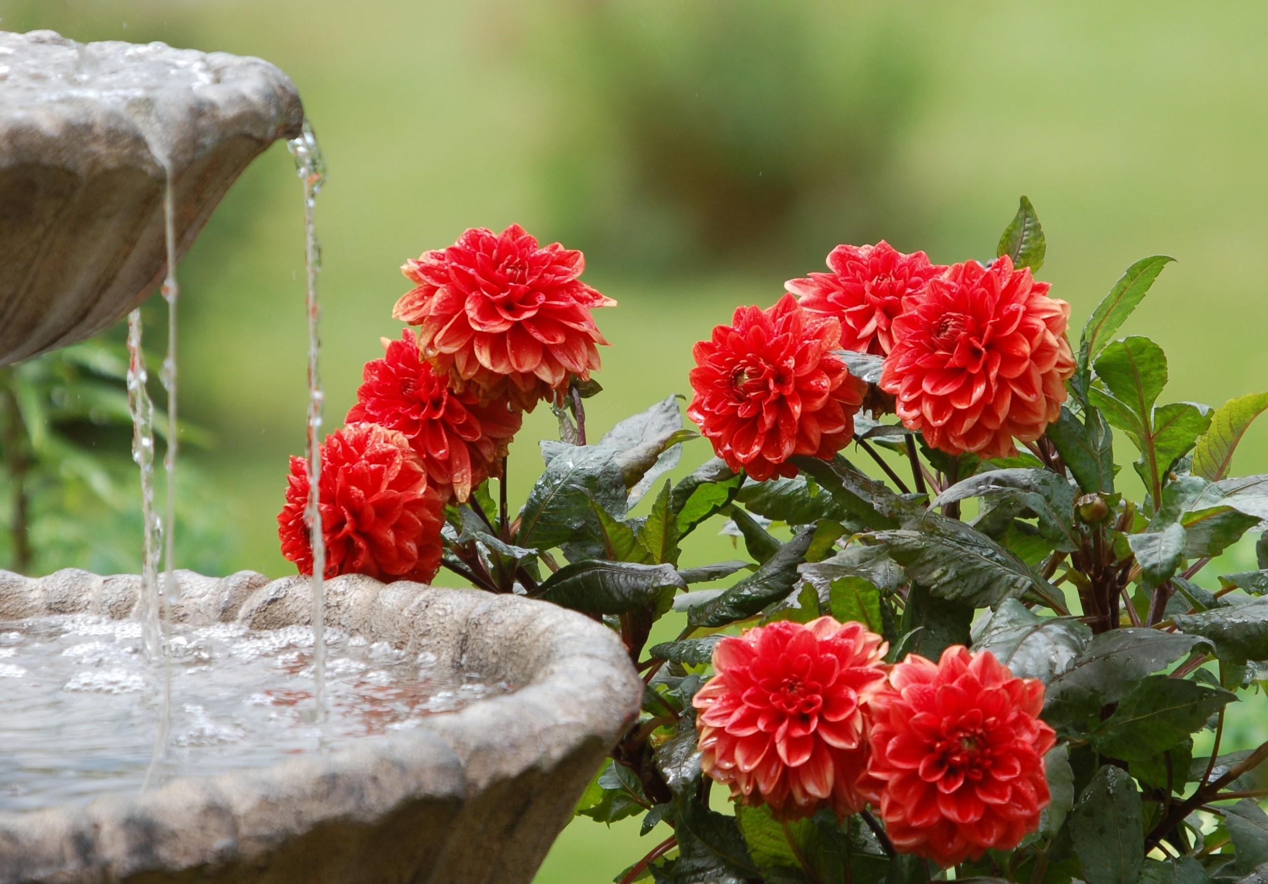 2498x1742 angel, fountain, garden, greek, old, statue, water 4k wallpaper
