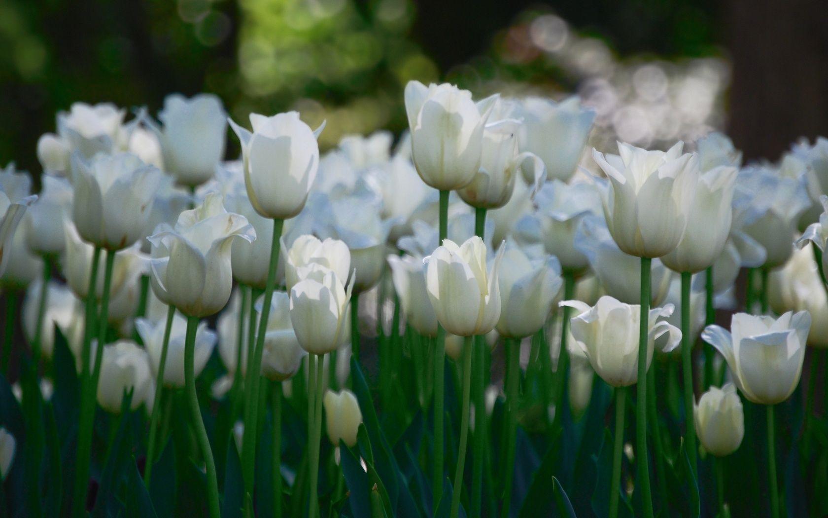 1680x1050 White Flower Garden Wallpaper, HD White Flower Garden Background on WallpaperBat