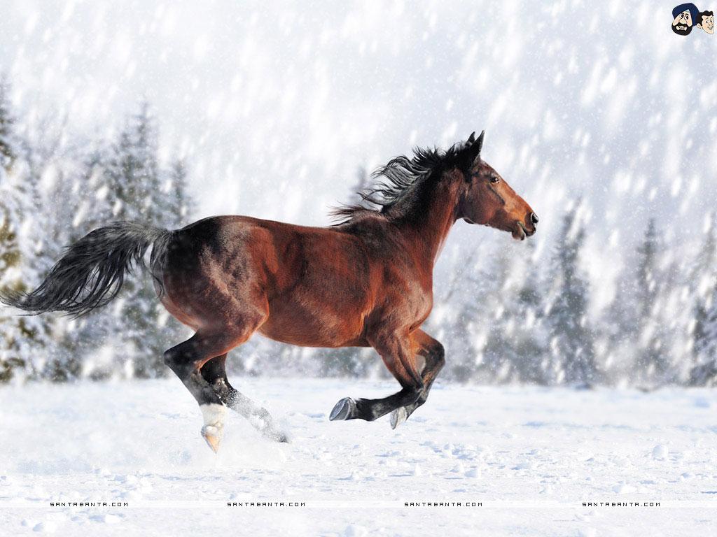 Galloping Horse Wallpapers - Top Free Galloping Horse Backgrounds -  WallpaperAccess
