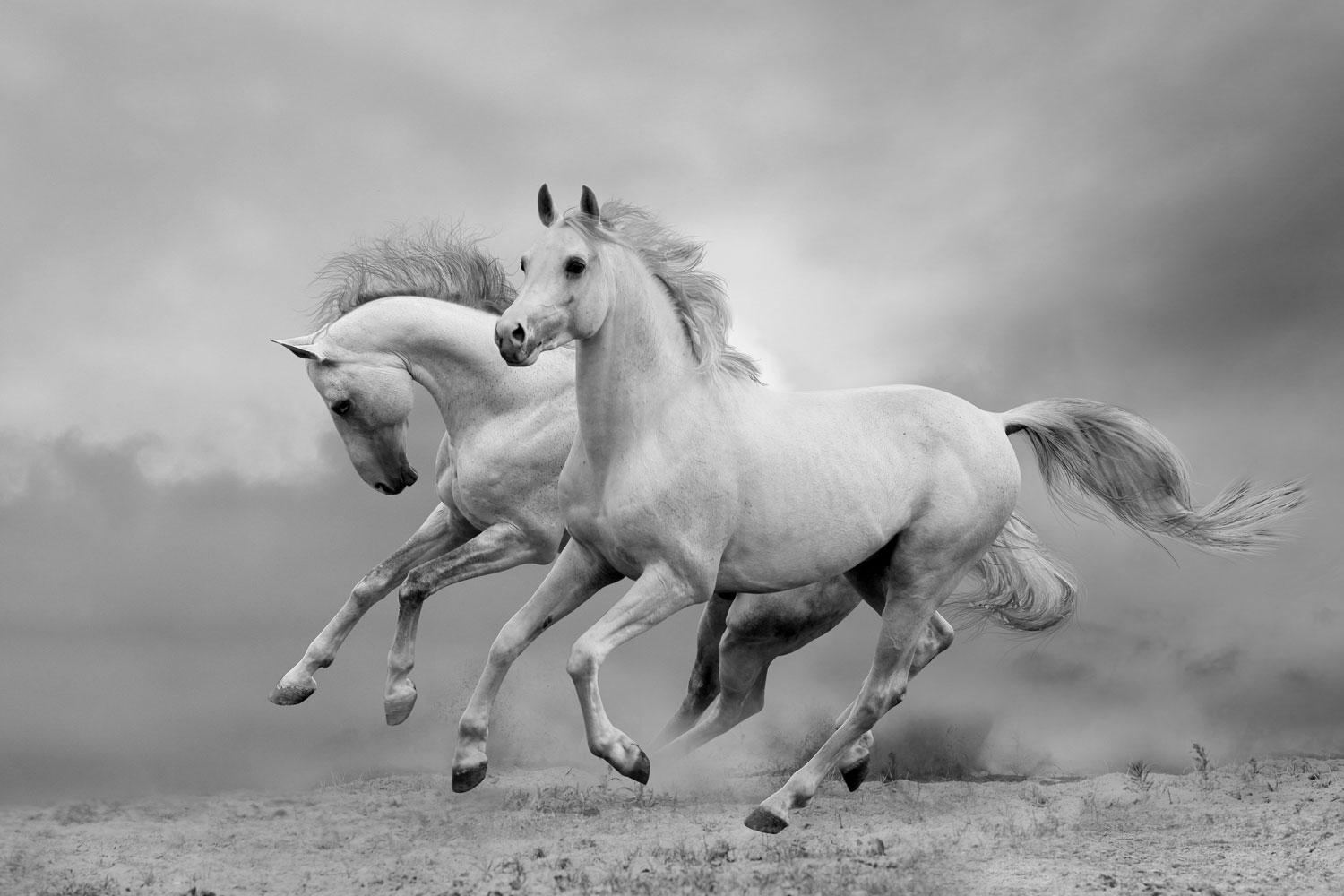 1500x1000 Galloping Wallpaper