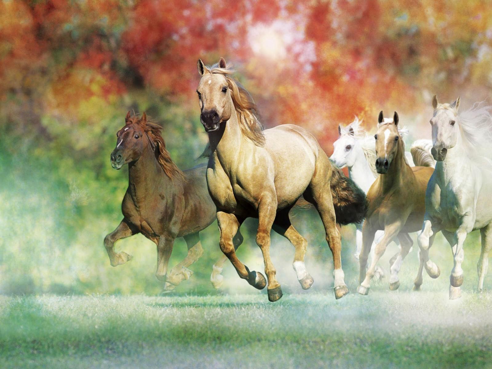 1600x1200 Galloping Horses For Desktop Wallpaper 2560x1600 :