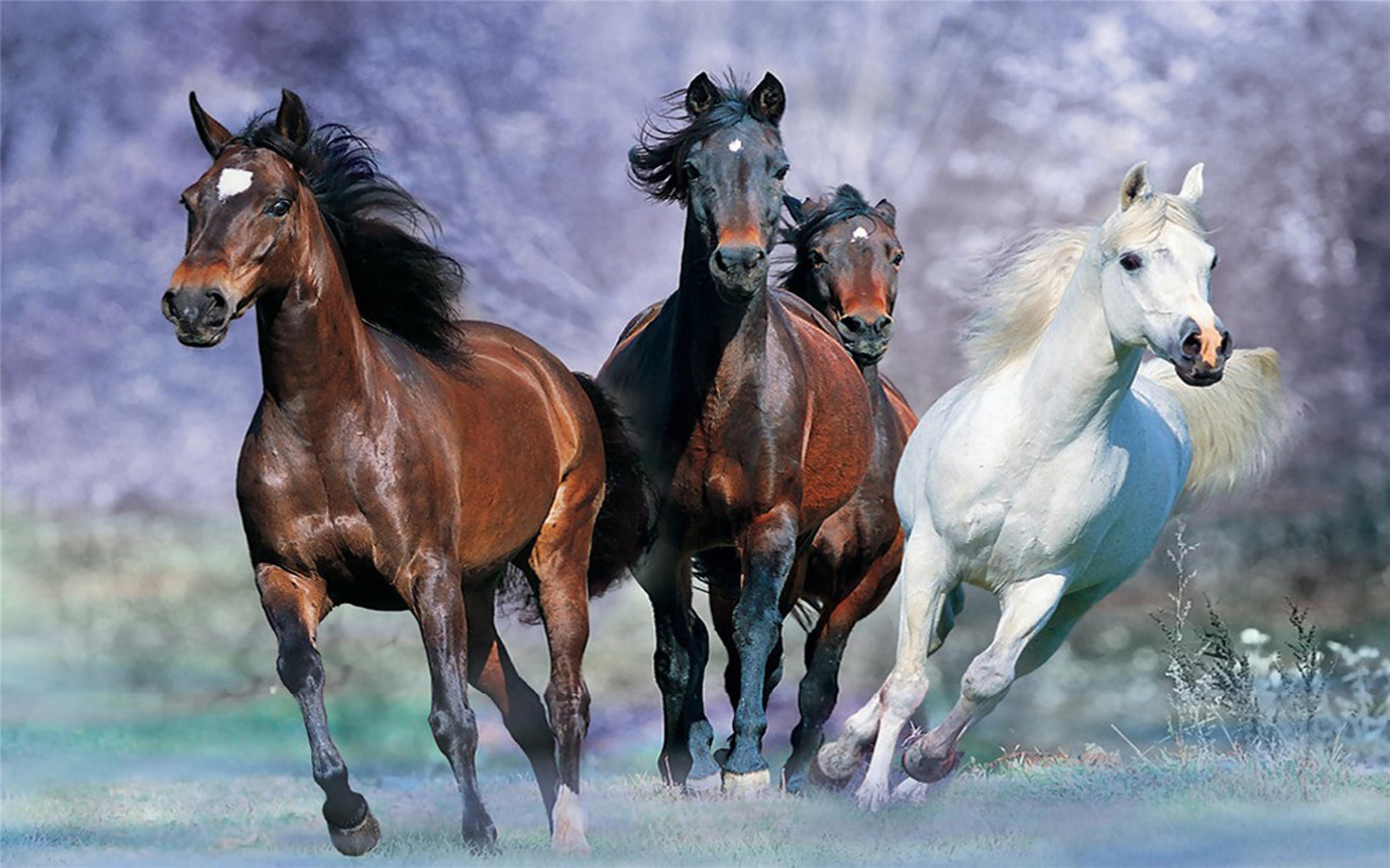 Galloping Horse Wallpapers - Top Free Galloping Horse Backgrounds