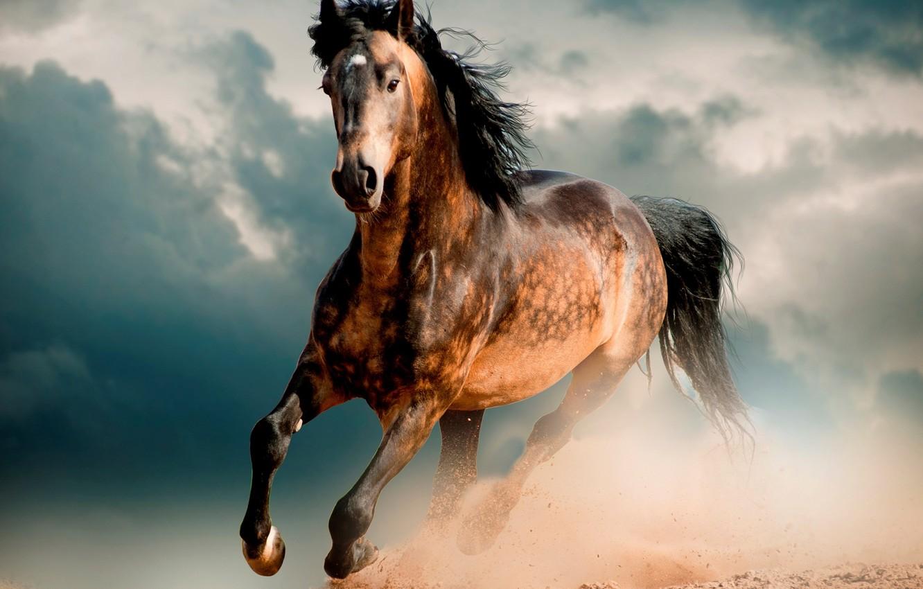 1332x850 Wallpaper horse, desert, Horse, Mustang, gallop, horse image for desktop, section животные