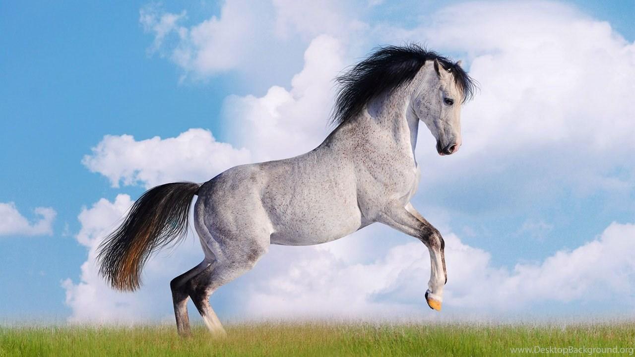 Galloping Horse Wallpapers - Top Free Galloping Horse Backgrounds 