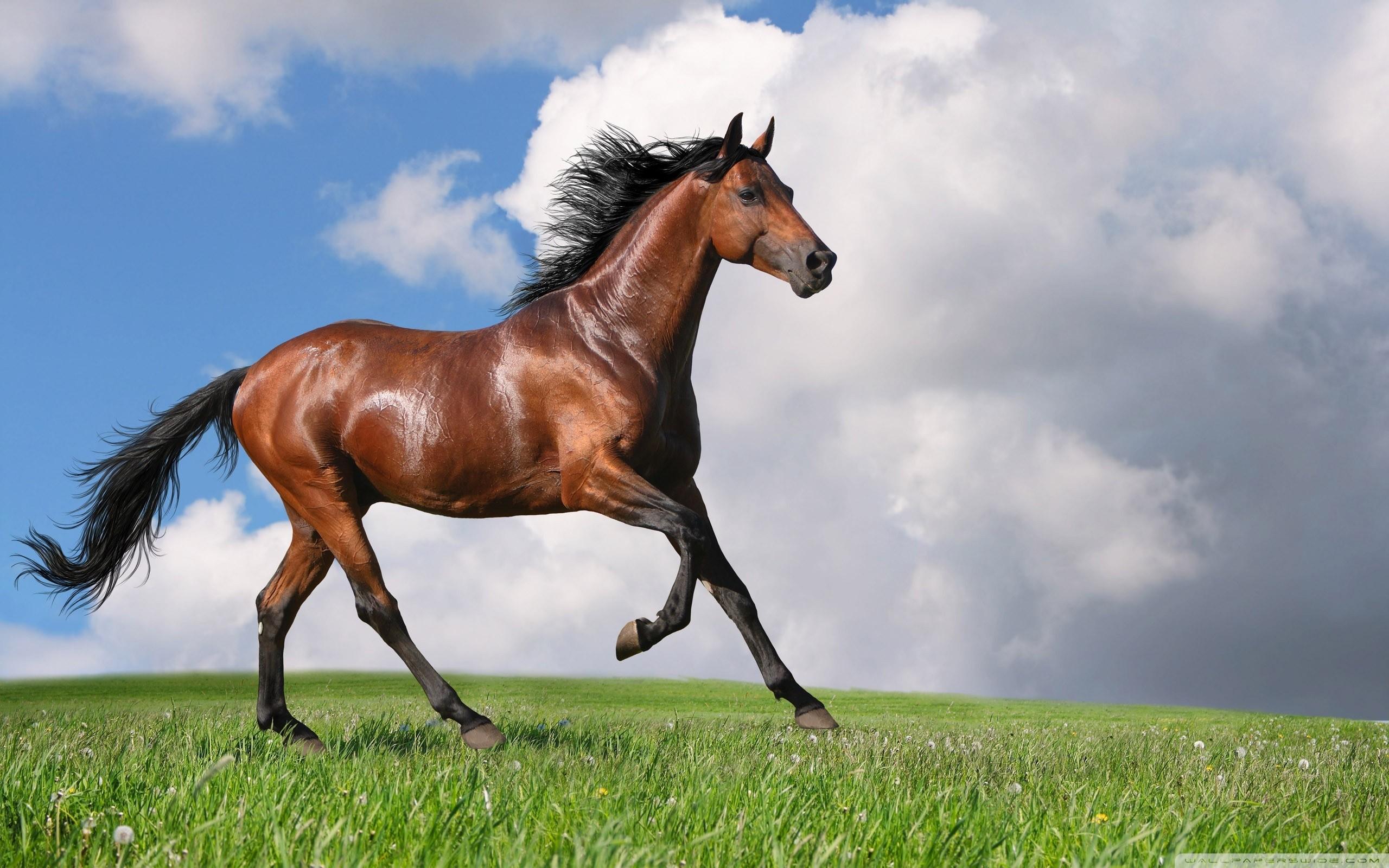 2560x1600 Free download 57 Running Horses Wallpaper [2560x1600] for your Desktop, Mobile & Tablet. Explore Horse Wallpaper Image. Horses Wallpaper Free, Wallpaper Of Horses, Spring Horse Wallpaper Image