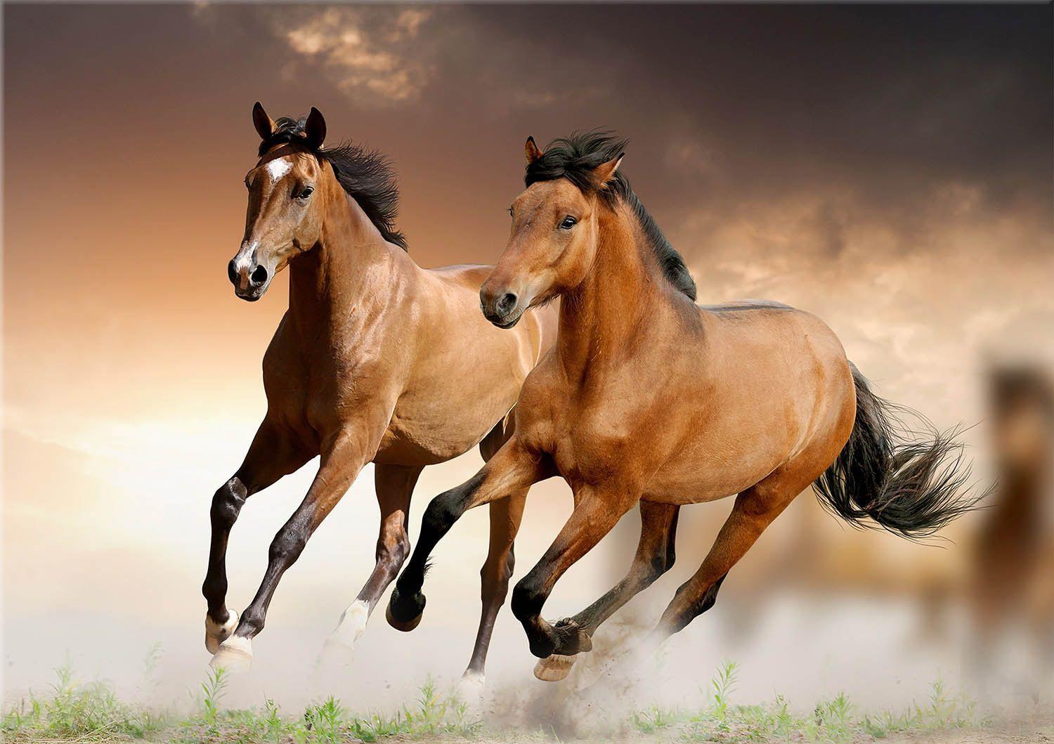 1500x1059 Horse Placemats Tactile Basket Texture Hemmed edges waterproof. Etsy. Horse wallpaper, Beautiful horses, Horses