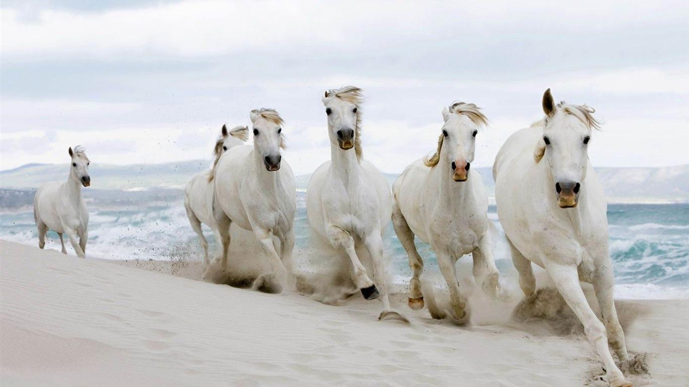 1366x768 Galloping Horse Amazing Horse Theme Wallpaper