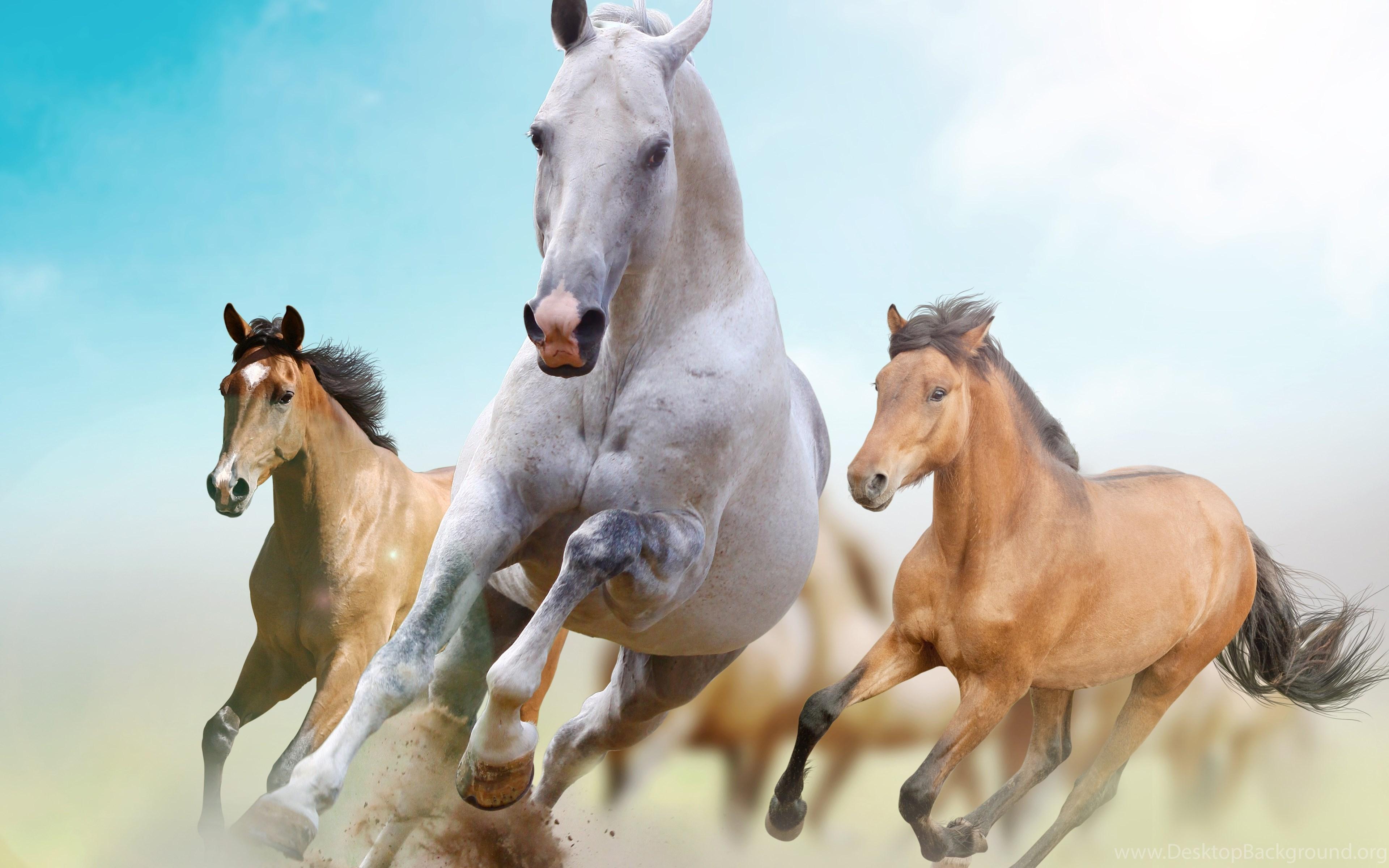 3840x2400 4K Wallpaper Running Horses, Freedom, Running 7478x5410 Desktop Background