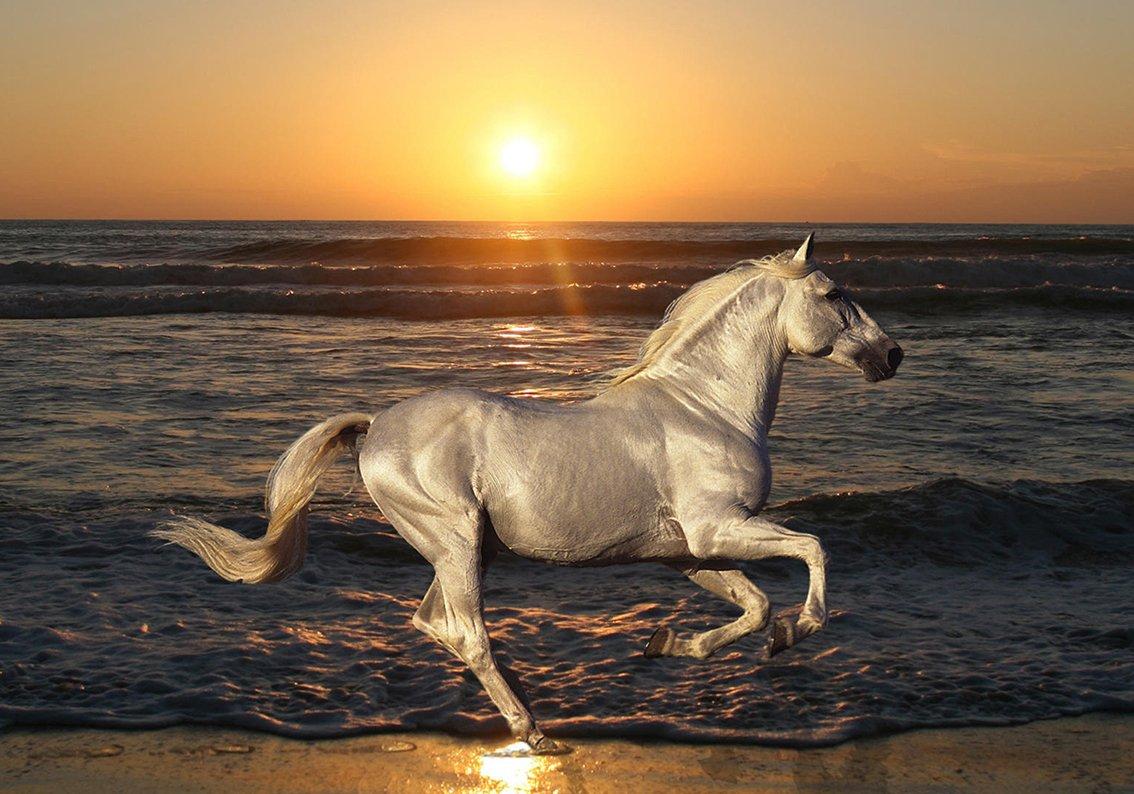 1134x794 Horse Galloping Sunset Woven Self Adhesive Removable Wallpaper Modern