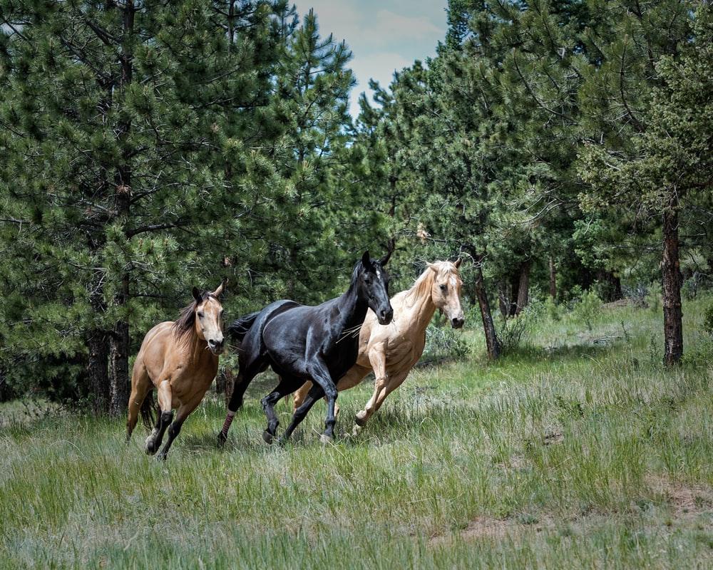 1000x800 Gallop Picture. Download Free Image