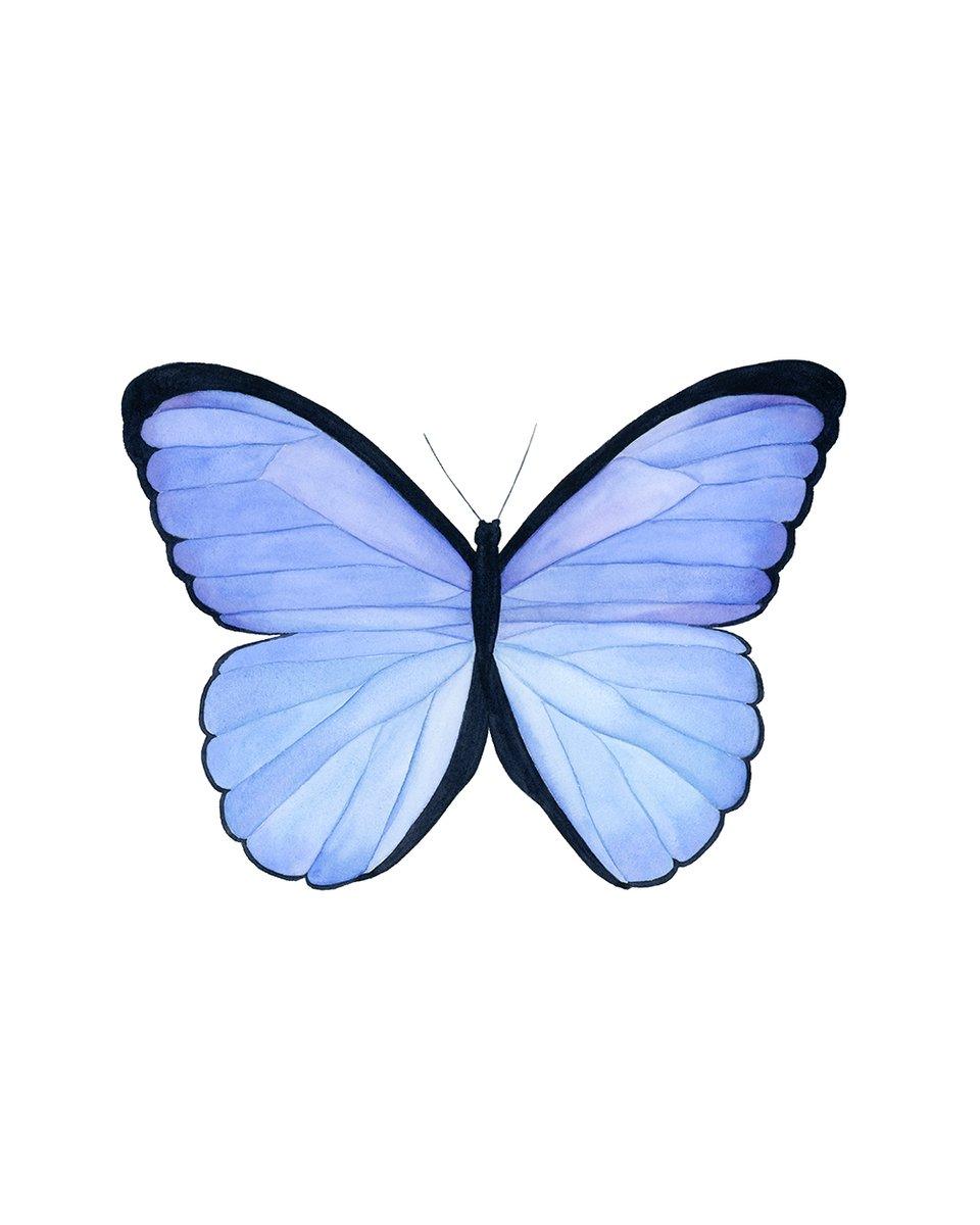 960x1200 Butterfly III Watercolor Painting Print