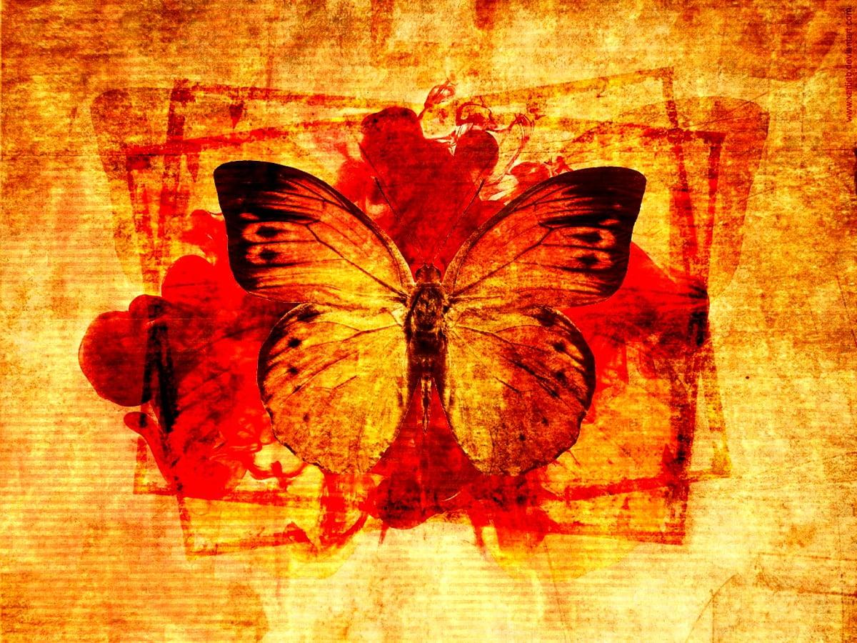 1200x900 Butterfly, Insects, Orange background. FREE Best image