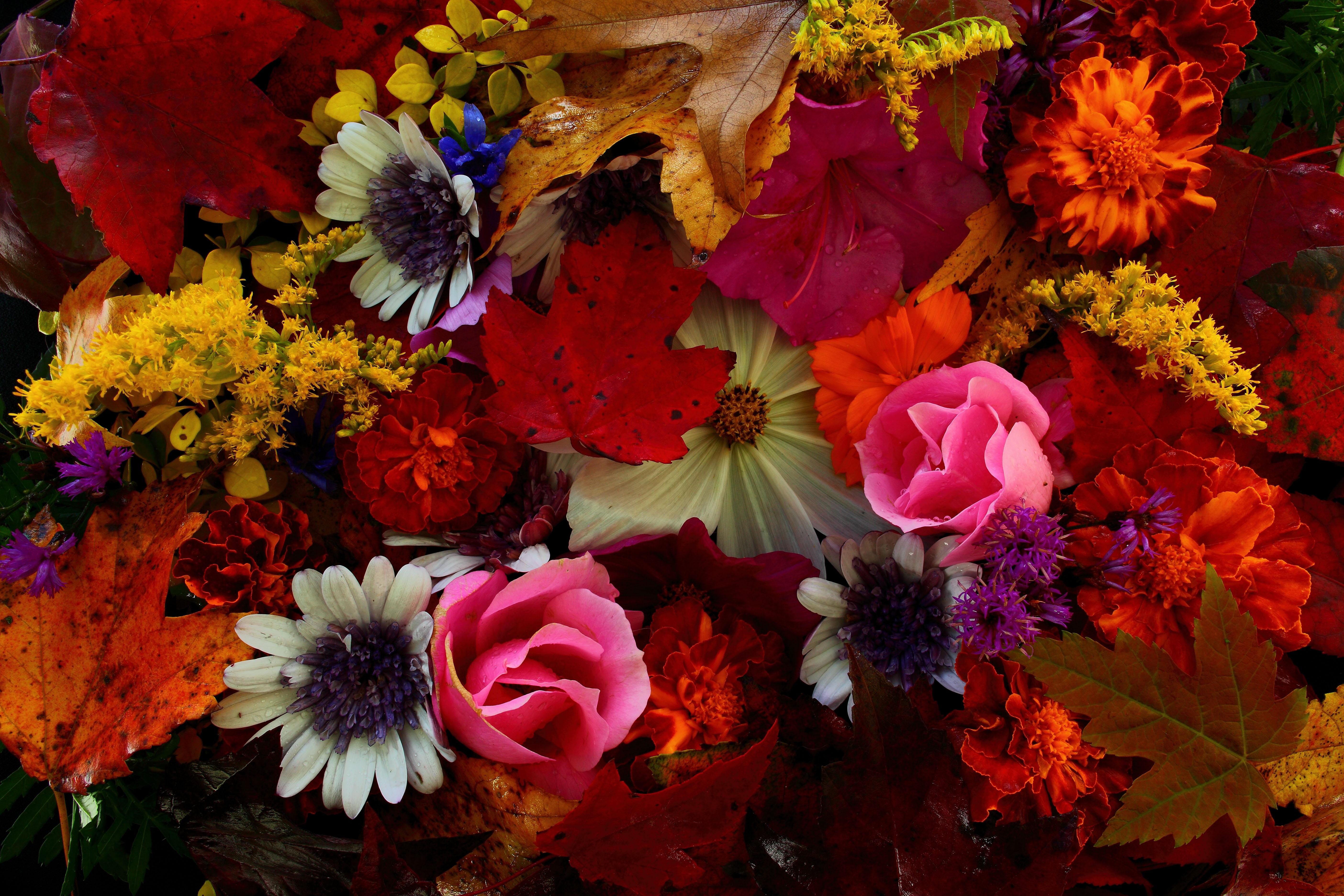 Осень букет роз. Ариэль Бюто цветы осени. Осенний букет. Осенние цвета. Яркие цветы.