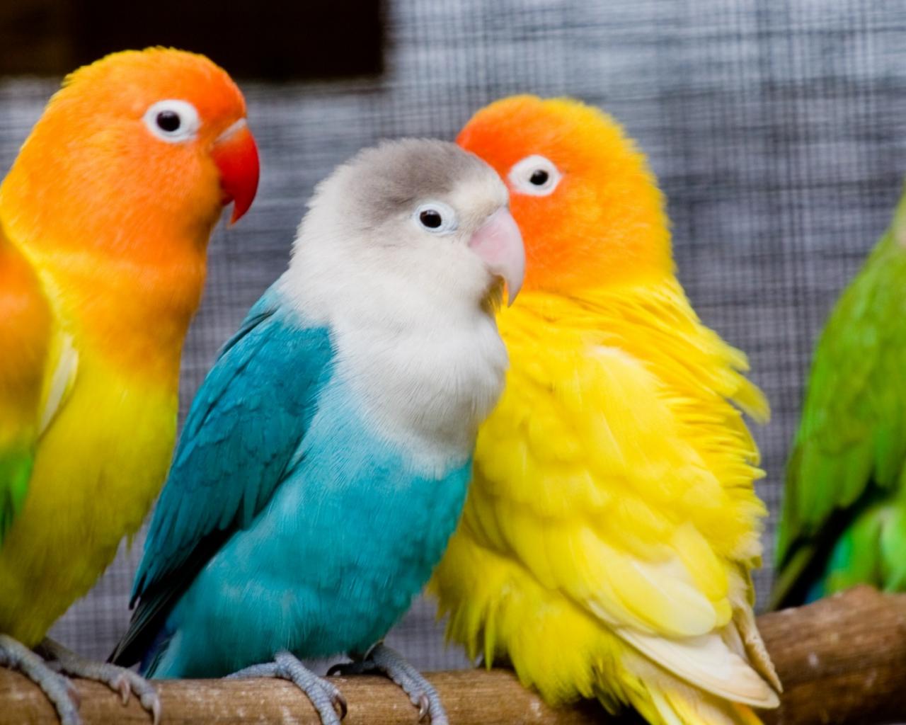 1280x1024 Free download birds desktop wallpaper cute birds HD Cute Birds Desktop Wallpaper [1920x1200] for your Desktop, Mobile & Tablet. Explore Parrot Desktop Wallpaper. Parrot Wallpaper, HD Parrot Wallpaper, Free