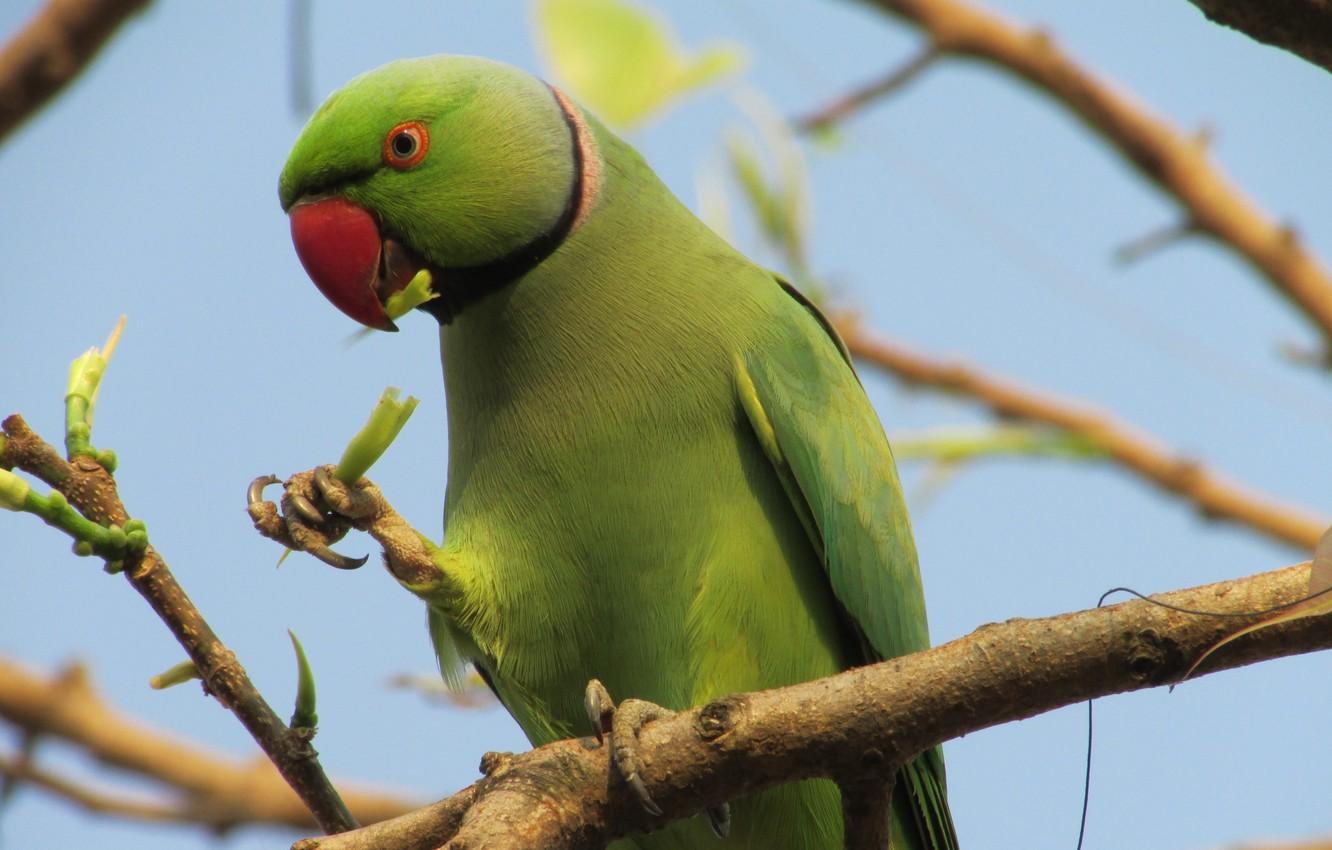 1332x850 Wallpaper green, kawaii, forest, sky, bird, feathers, tree, animal, wildlife, eating, sugoi, subarashii, outdoor, claws, beak, twigs image for desktop, section животные