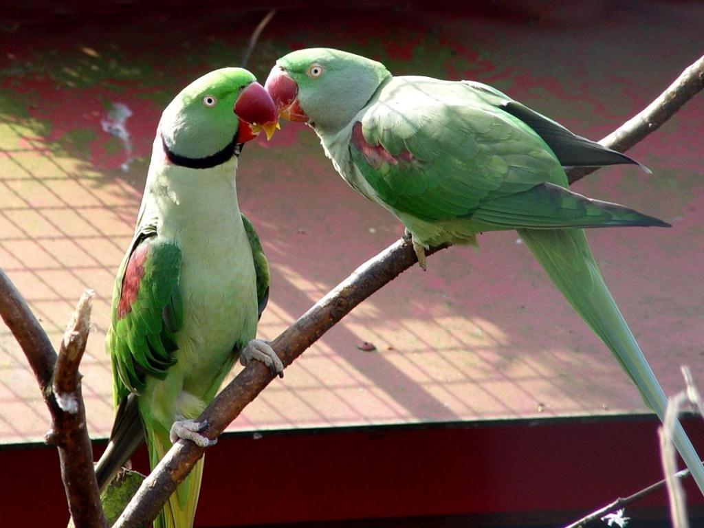 1024x768 animals birds kissing parrots