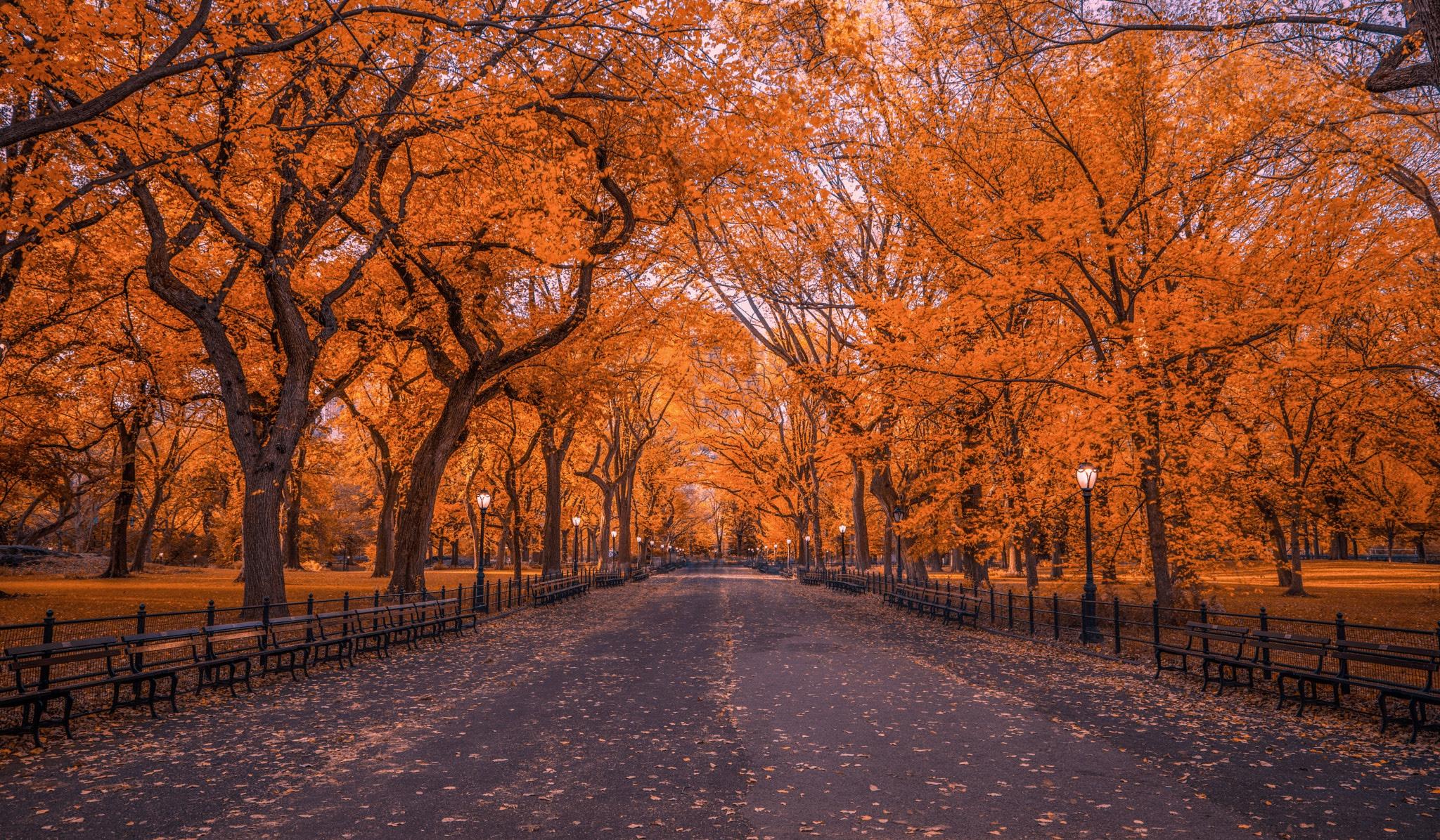 2048x1195 Autumn in Central Park, New York