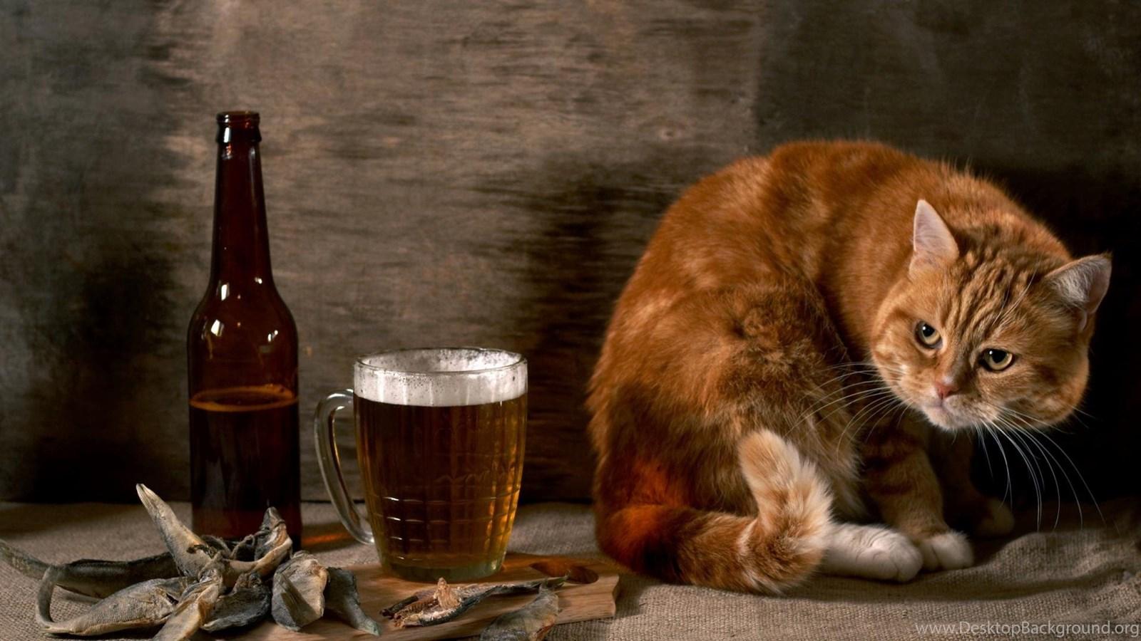 1600x900 Funny Summer Free Wallpaper Natural Wallpaper Funny Wallpaper. Desktop Background
