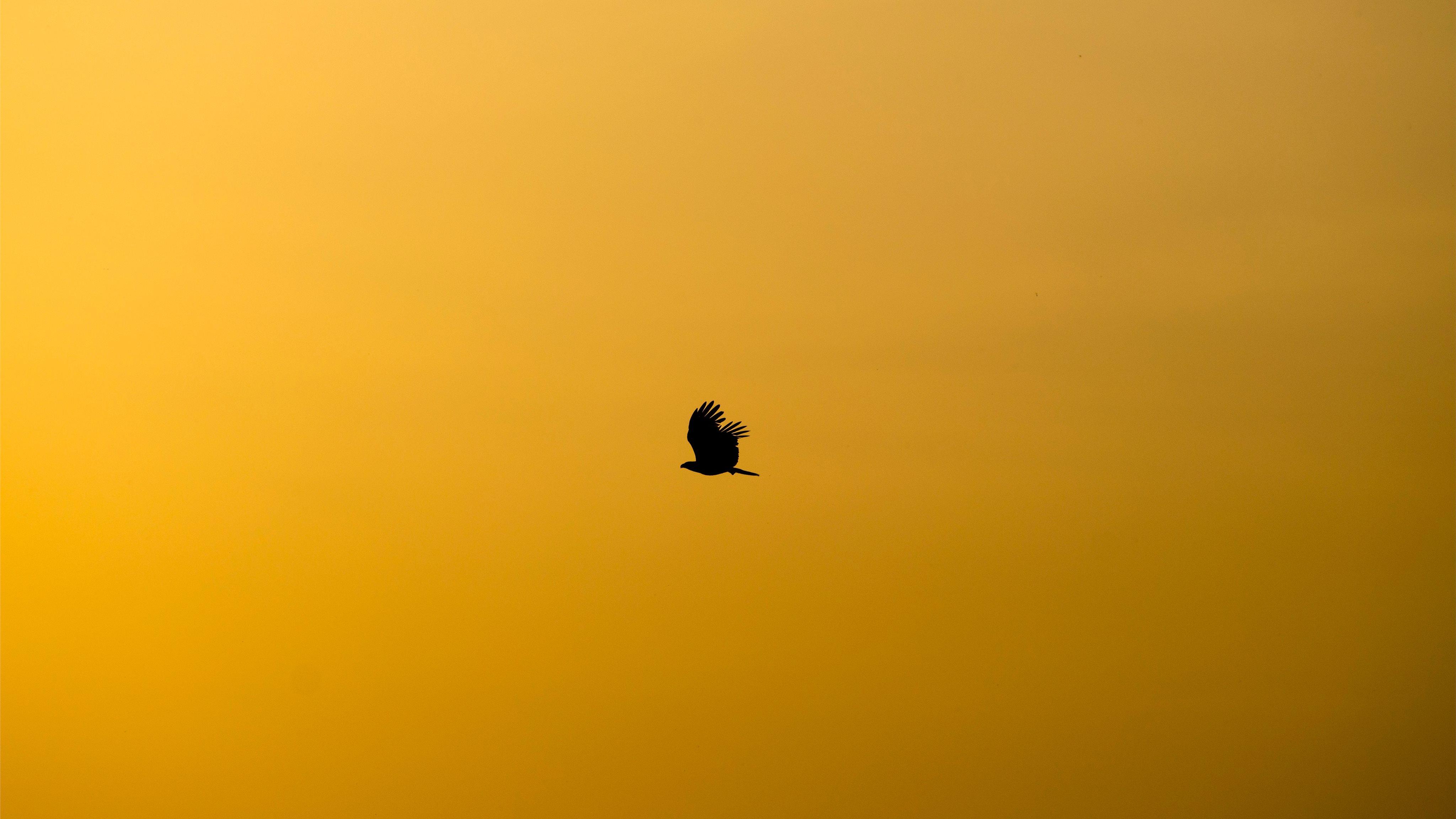 4096x2304 Bengaluru birds iMac Wallpaper Download